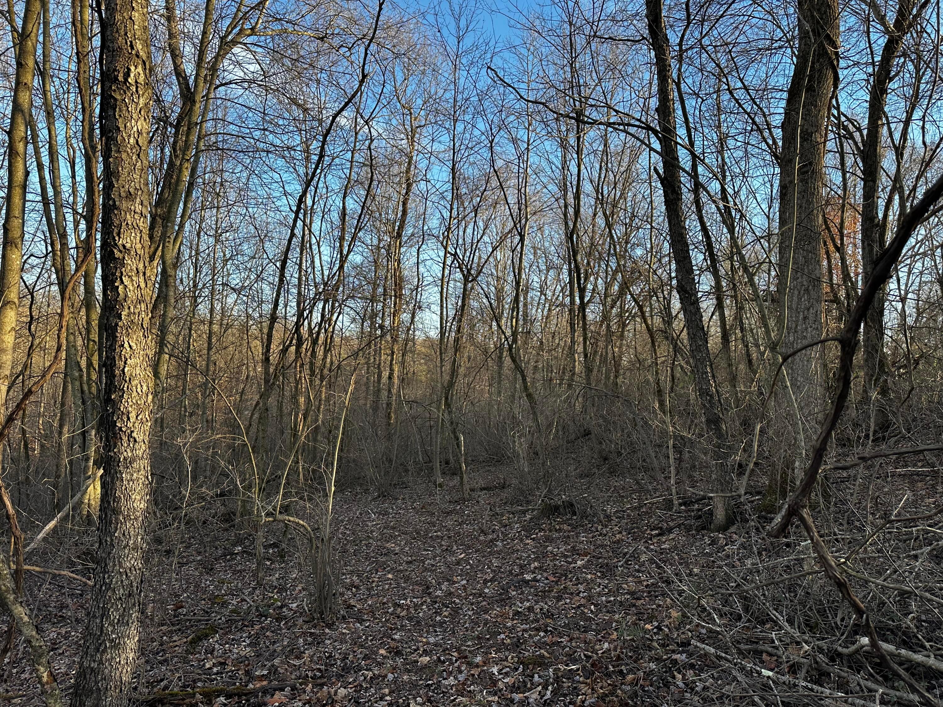 0 242, (tract 7 At Dutch Ridge) Property Photo 14