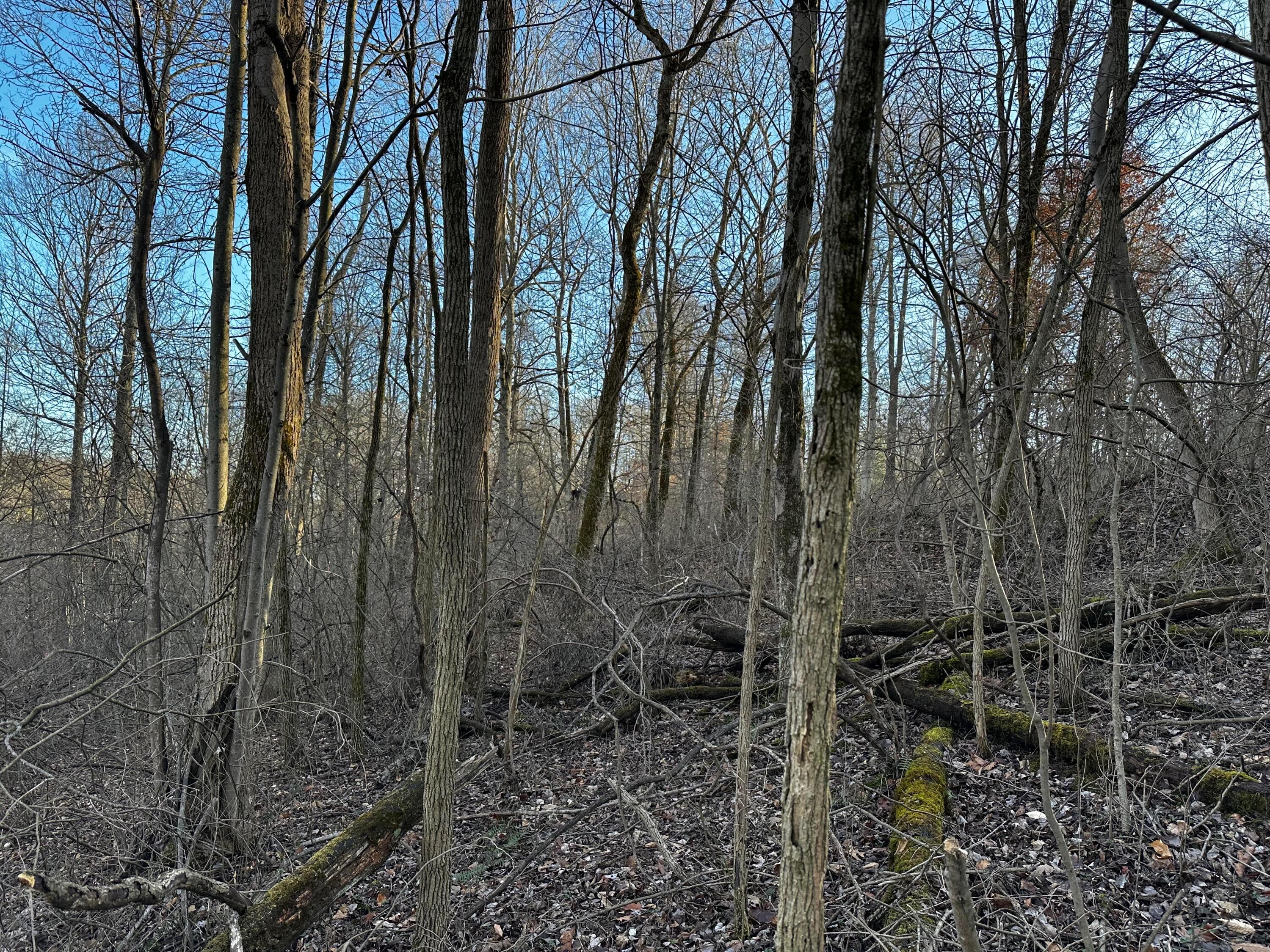 0 242, (tract 7 At Dutch Ridge) Property Photo 15