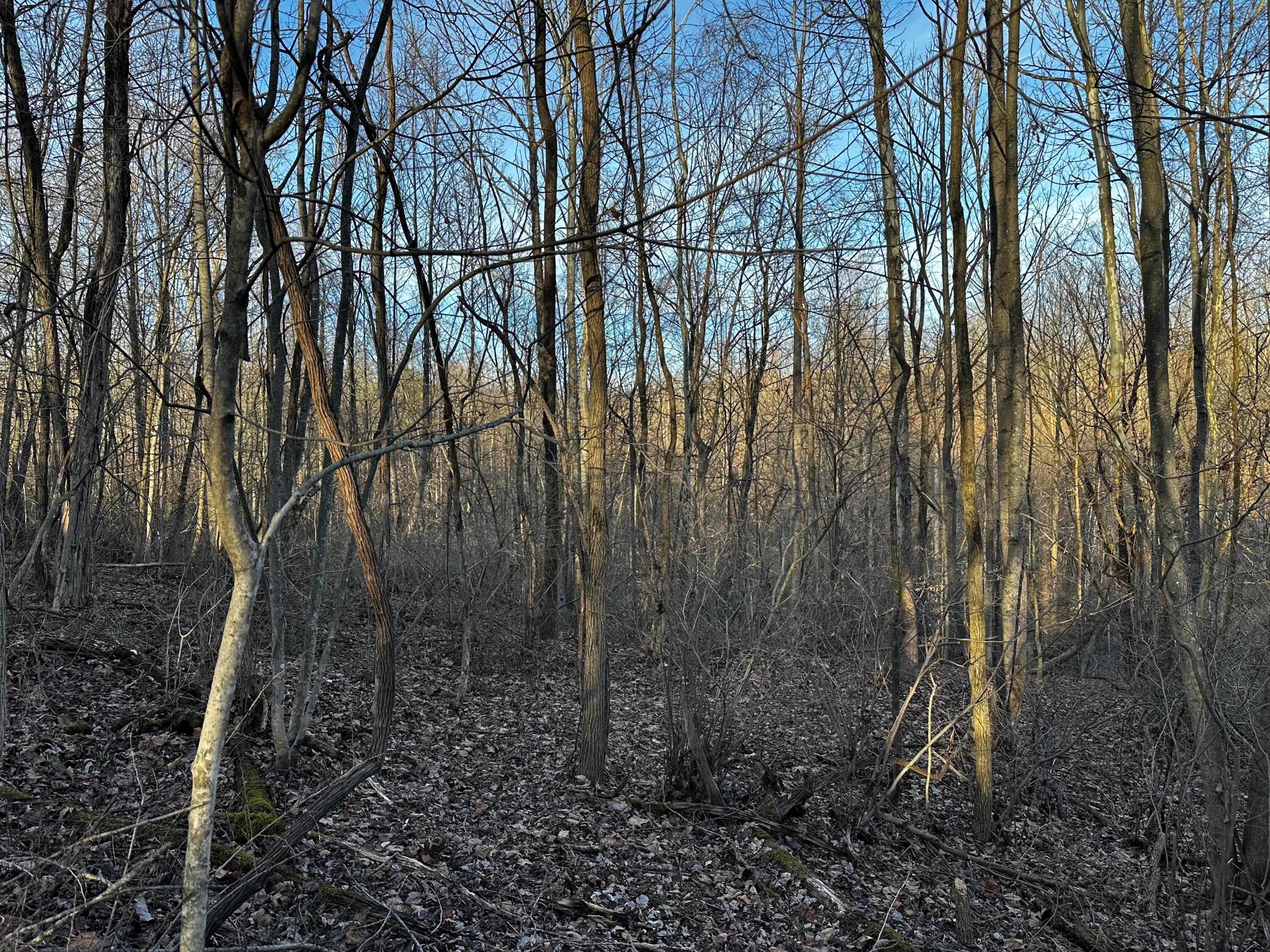 0 242, (tract 7 At Dutch Ridge) Property Photo 16