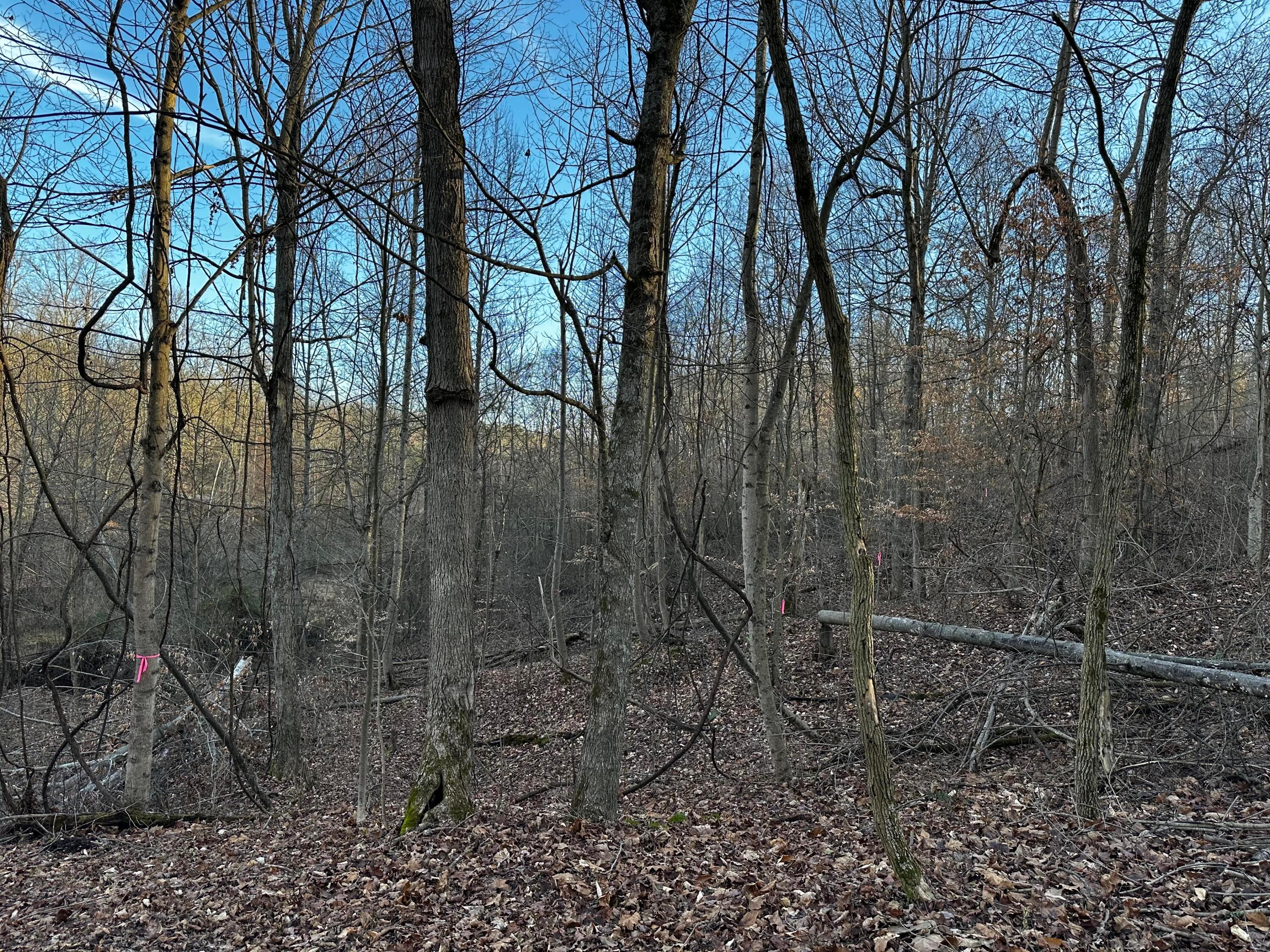 0 242, (tract 7 At Dutch Ridge) Property Photo 17