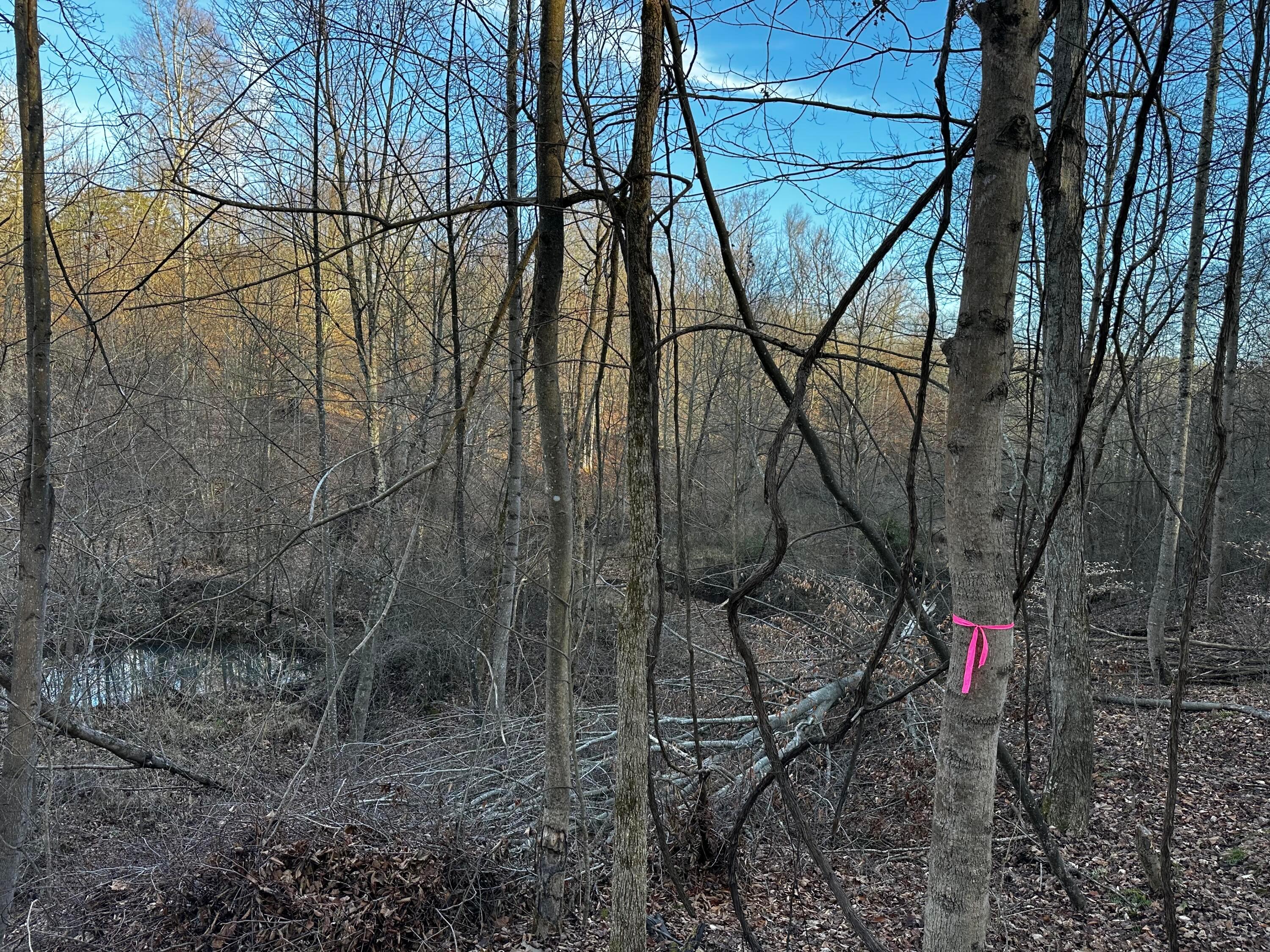 0 242, (tract 7 At Dutch Ridge) Property Photo 18
