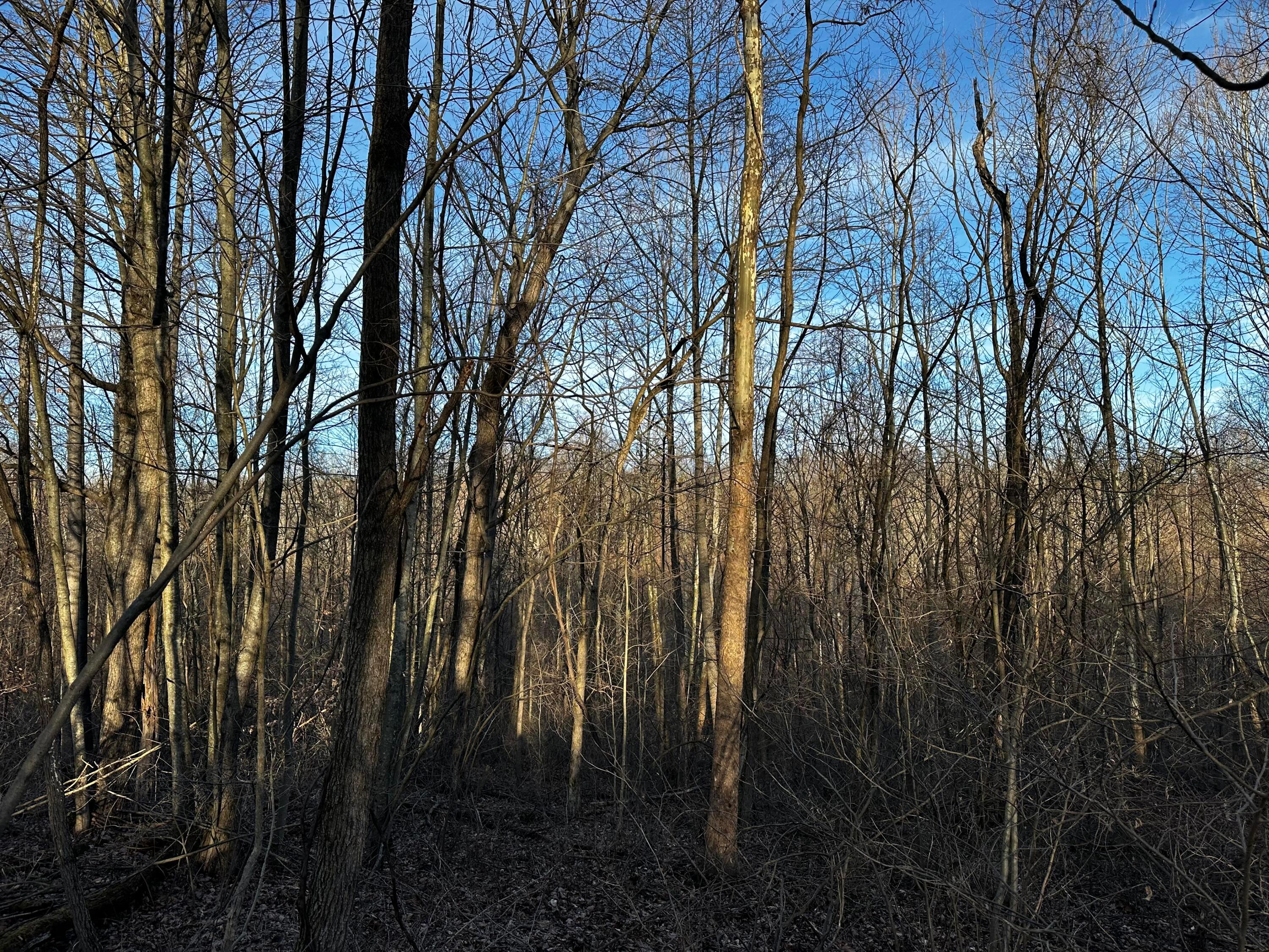 0 242, (tract 7 At Dutch Ridge) Property Photo 23
