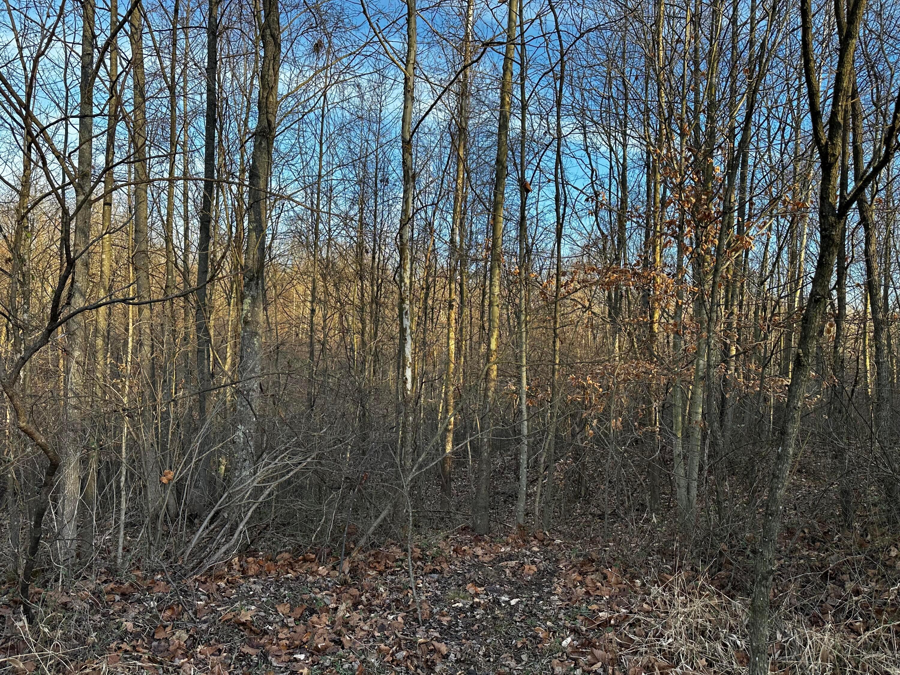 0 242, (tract 7 At Dutch Ridge) Property Photo 26