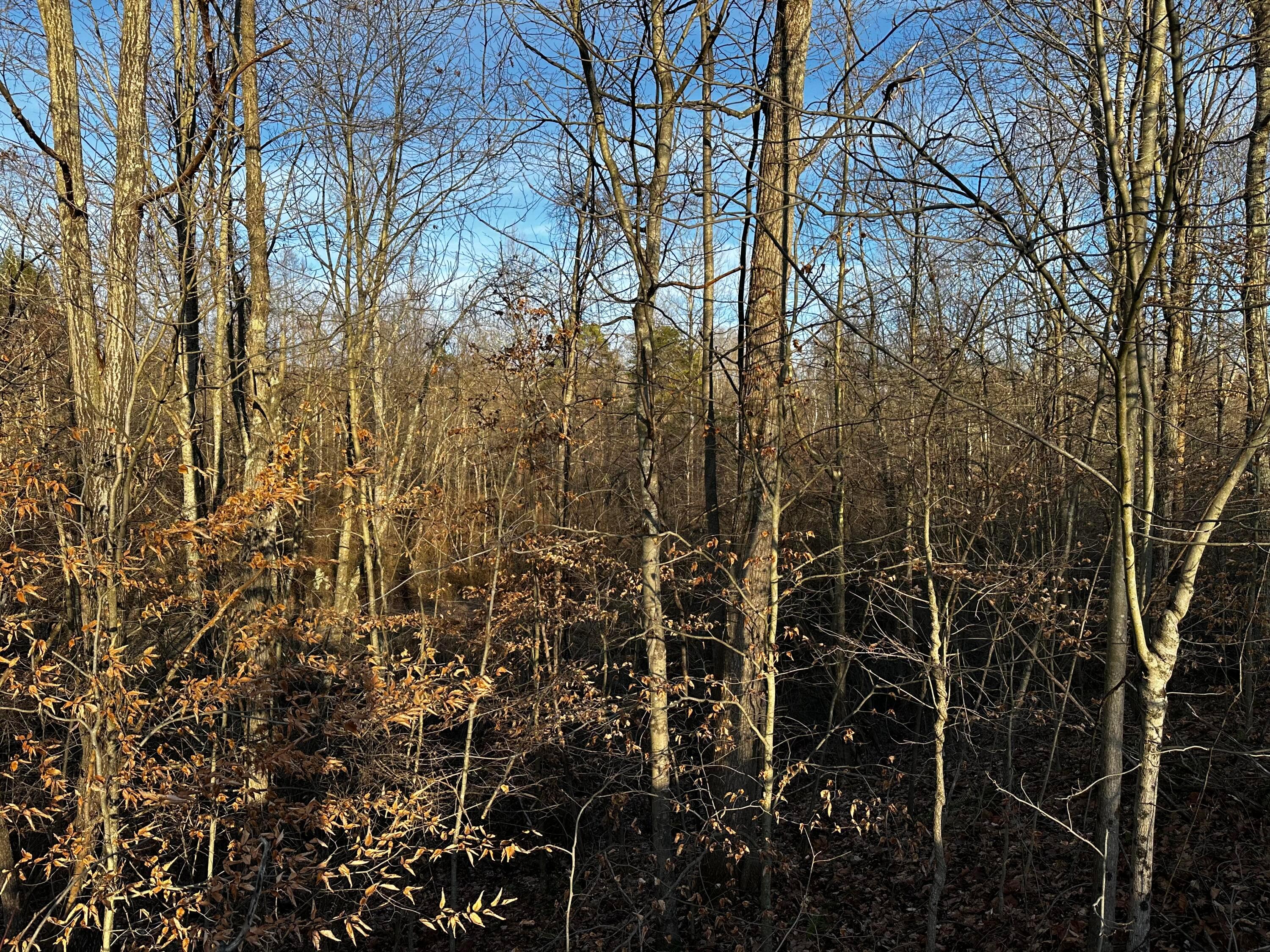 0 242, (tract 7 At Dutch Ridge) Property Photo 27