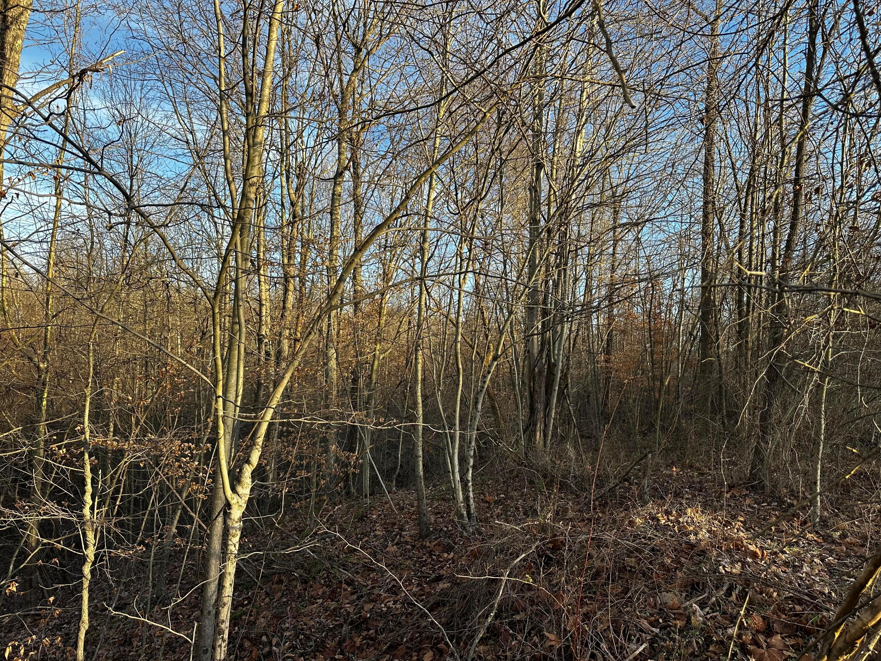 0 242, (tract 7 At Dutch Ridge) Property Photo 29