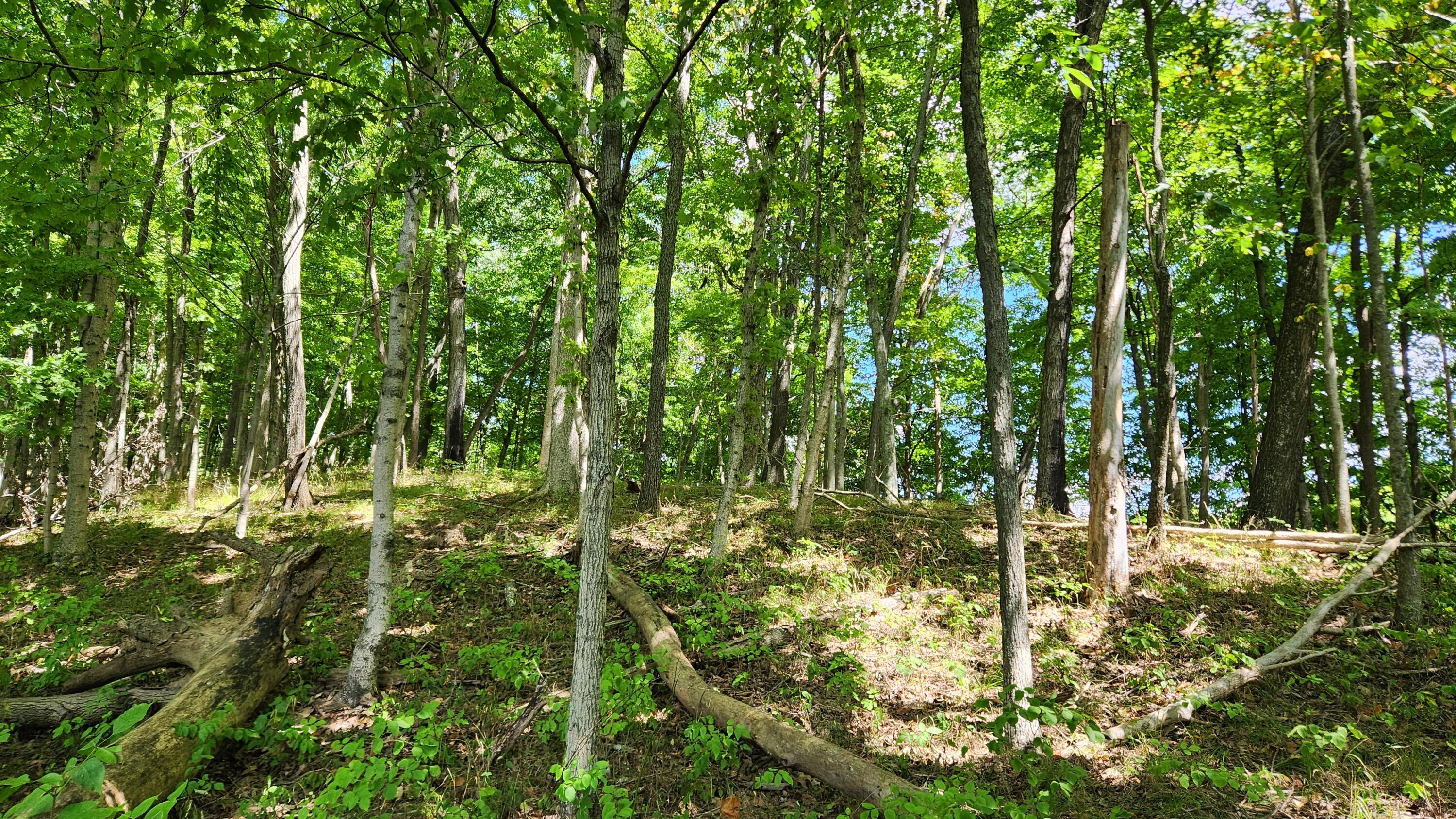 34978 Sr 681 Road, (tract 17 Albany Woods) Property Photo 2