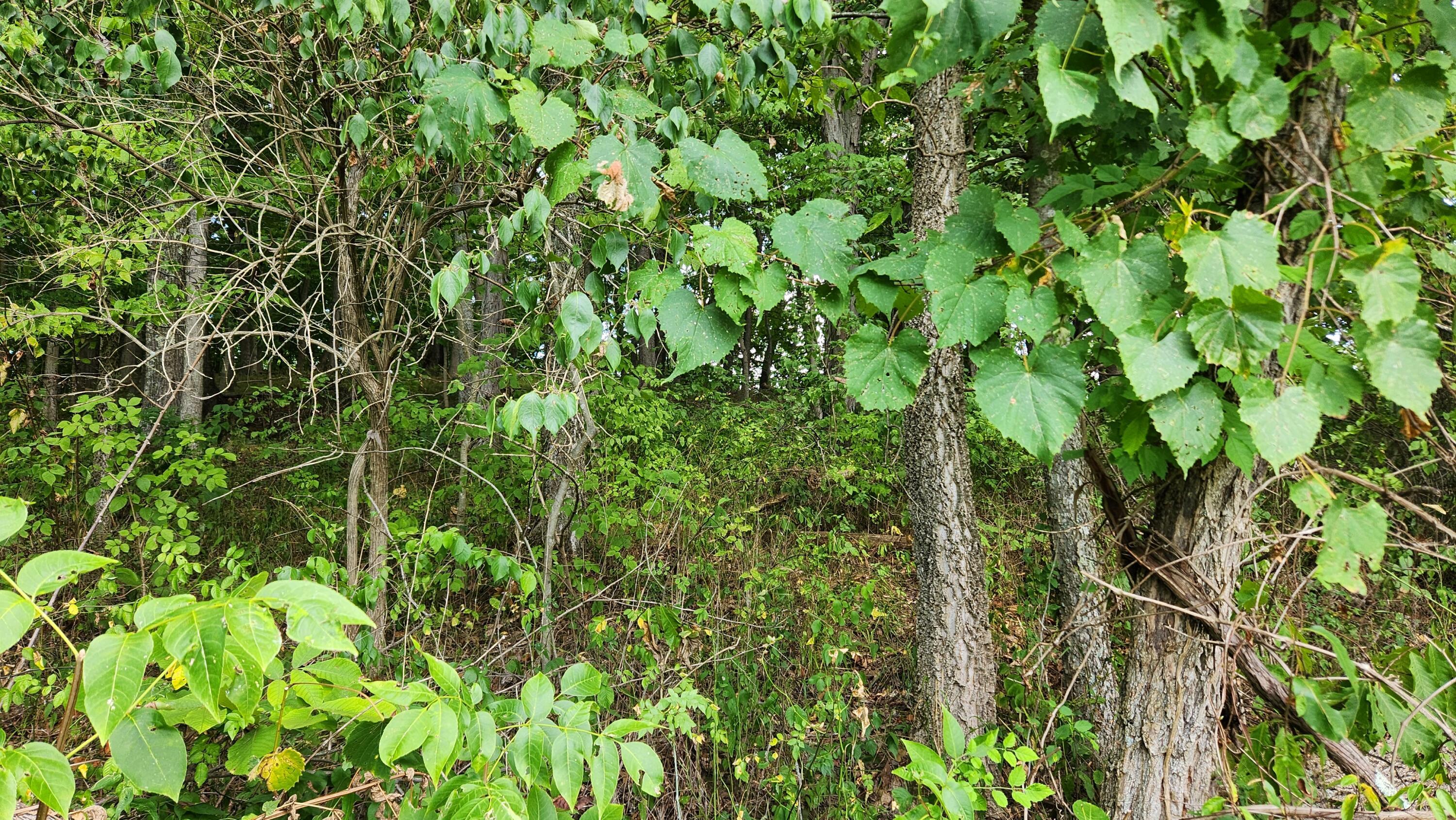 34978 Sr 681 Road, (tract 17 Albany Woods) Property Photo 5