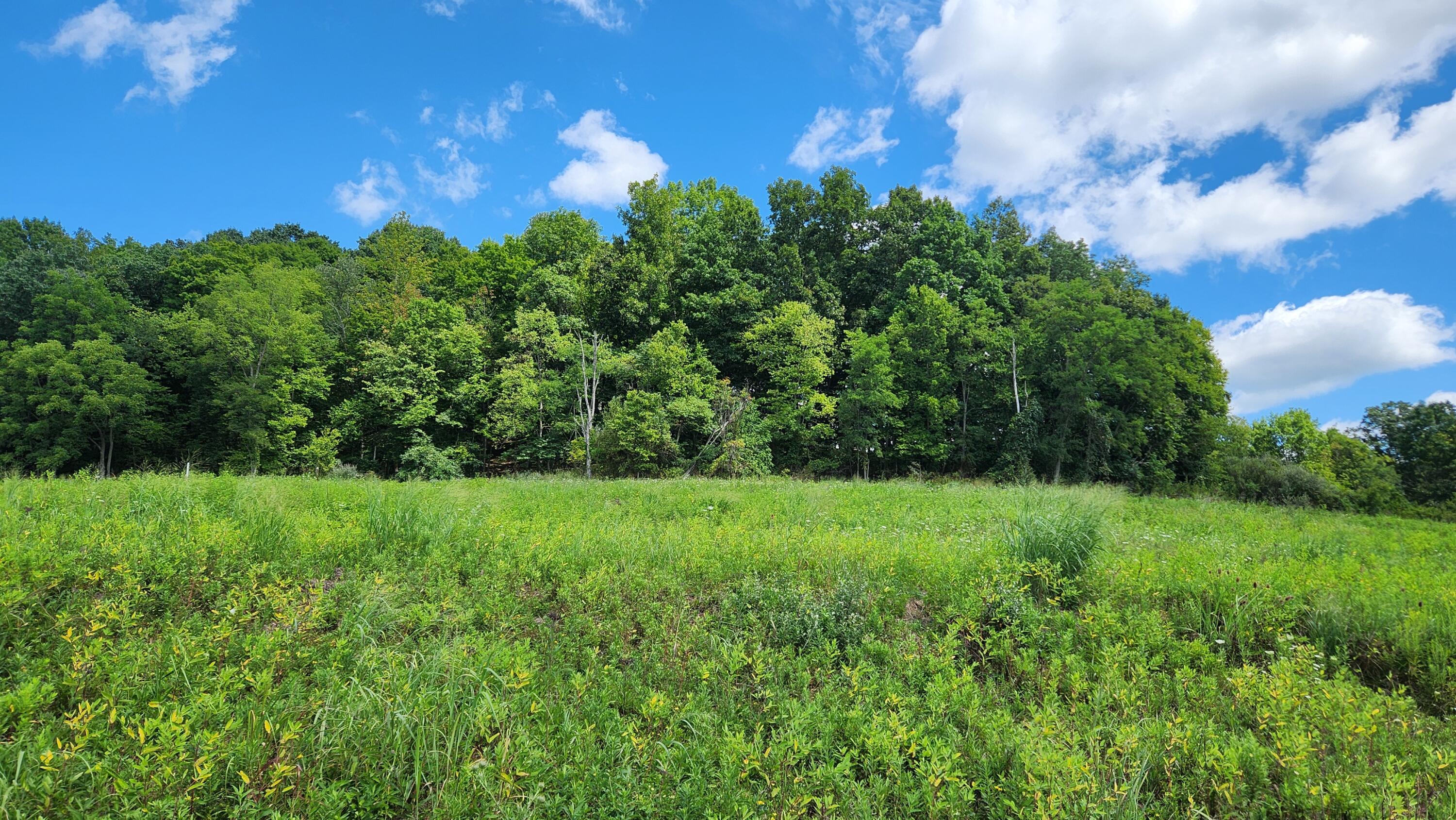 34978 Sr 681 Road, (tract 17 Albany Woods) Property Photo 10