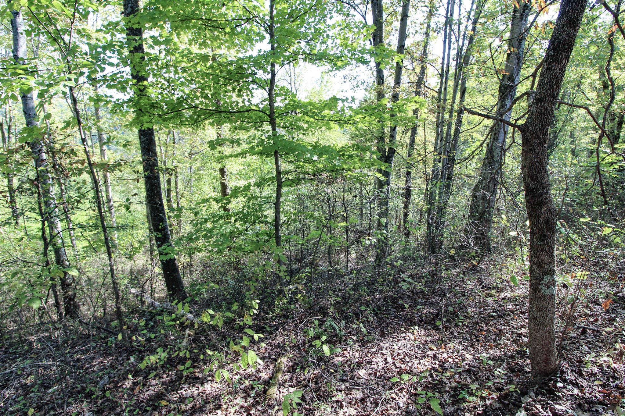 Lot 3 Moss Run Road Property Photo 14