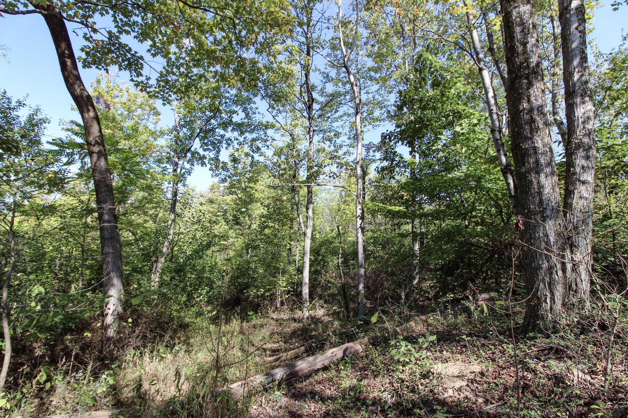 Lot 4 Moss Run Road Property Photo 10