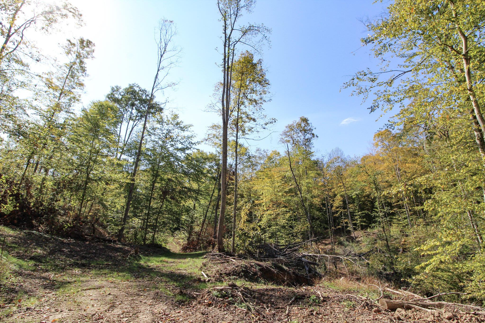 0 Cow Run Road Property Photo 13