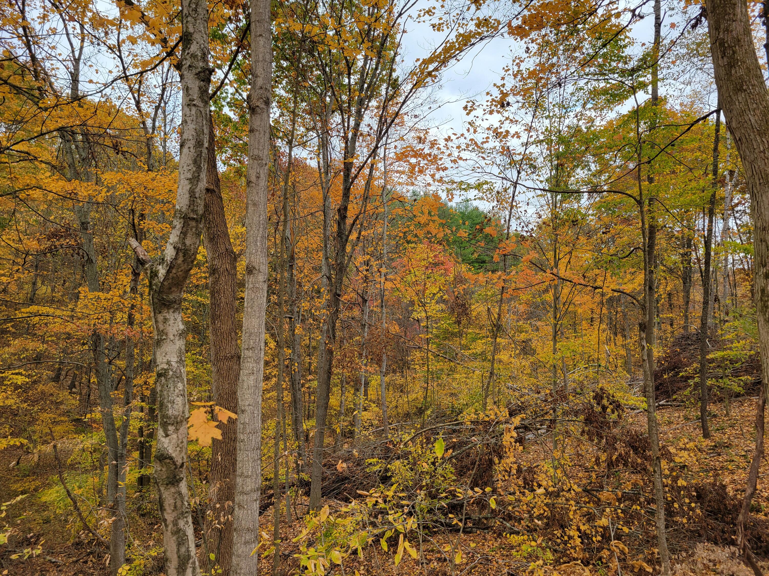 0 Goosecreek Road Property Photo 8