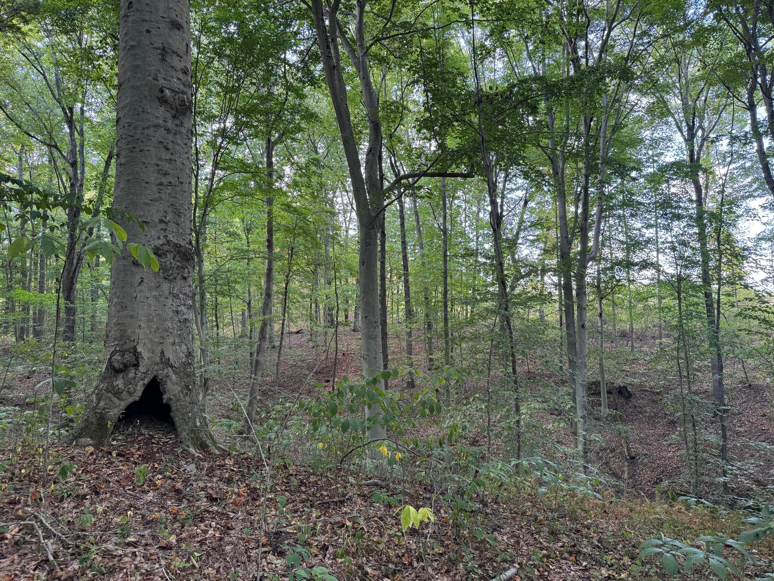 41455 State Route 684, (tract 11 Albany Woods) Property Photo 4