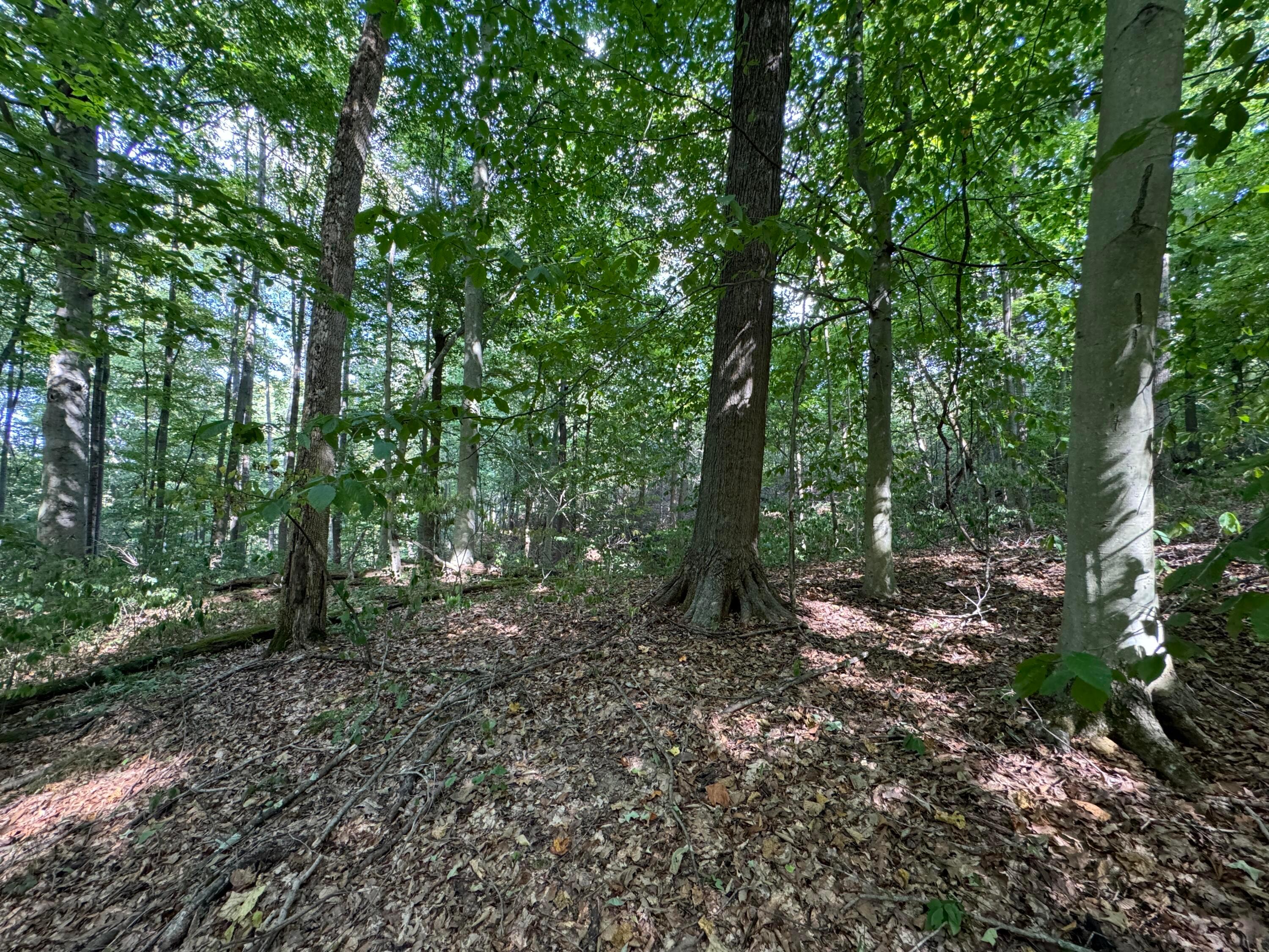 41455 State Route 684, (tract 11 Albany Woods) Property Photo 32