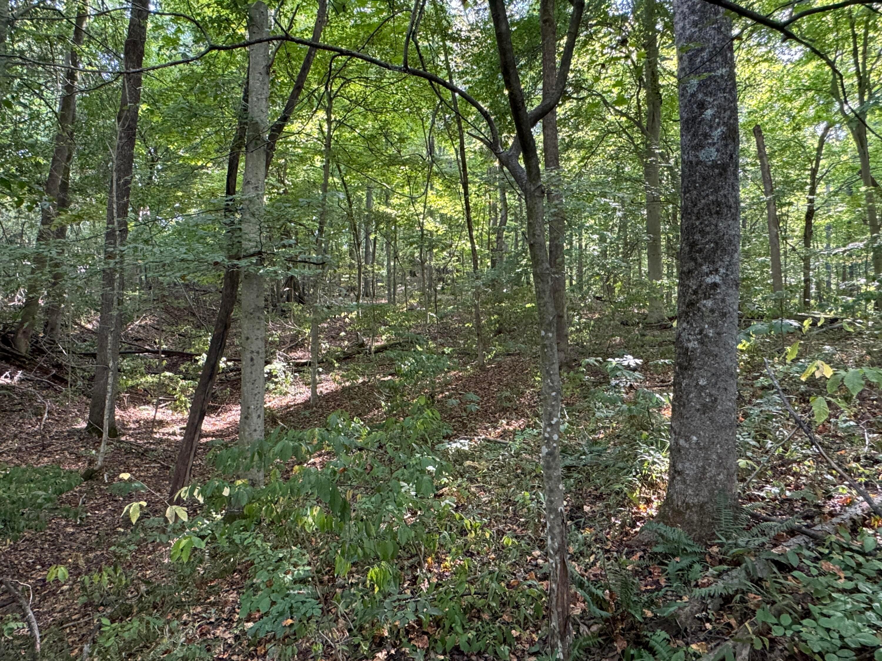 41455 State Route 684, (tract 11 Albany Woods) Property Photo 38