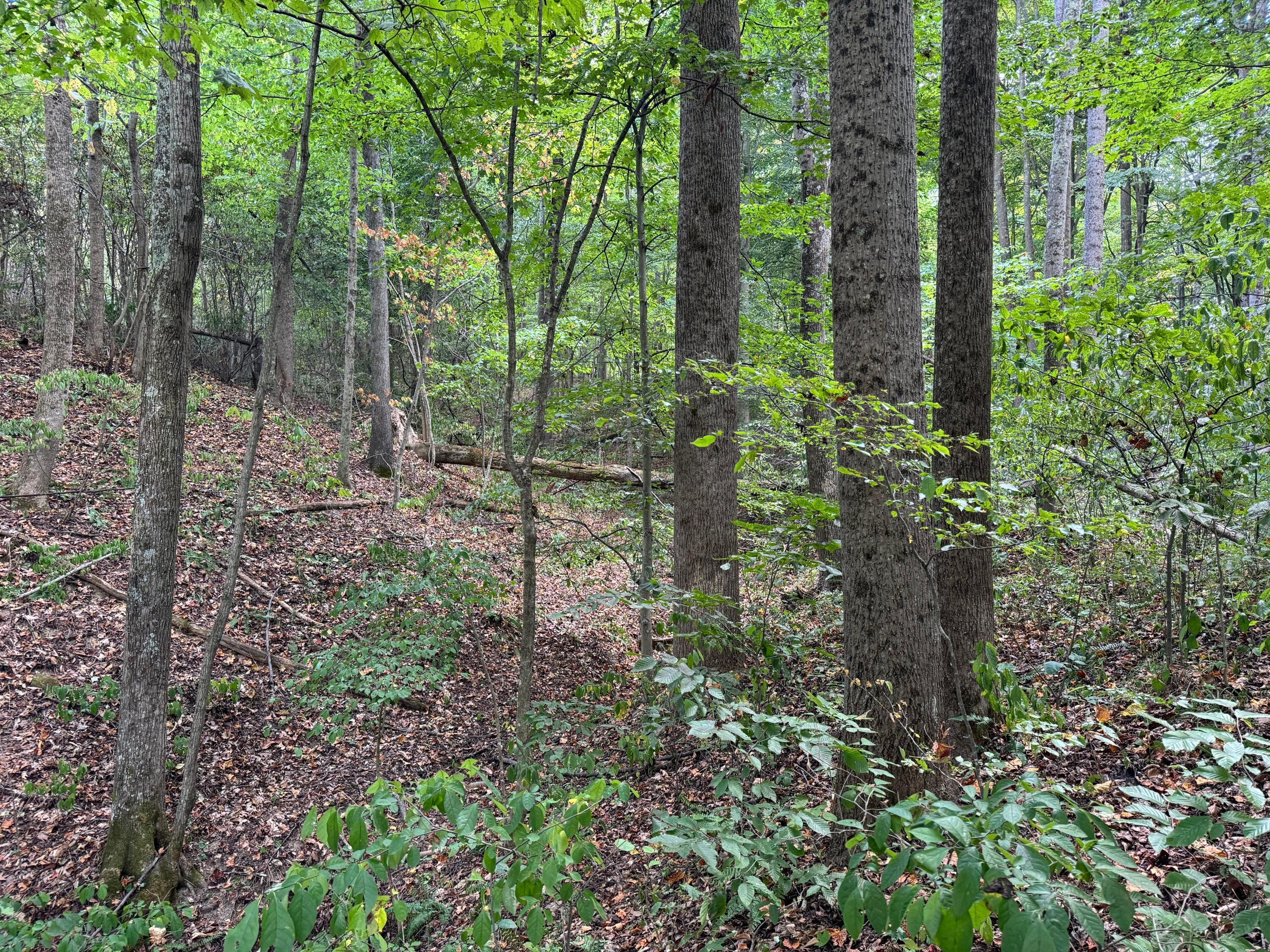 41455 State Route 684, (tract 11 Albany Woods) Property Photo 42