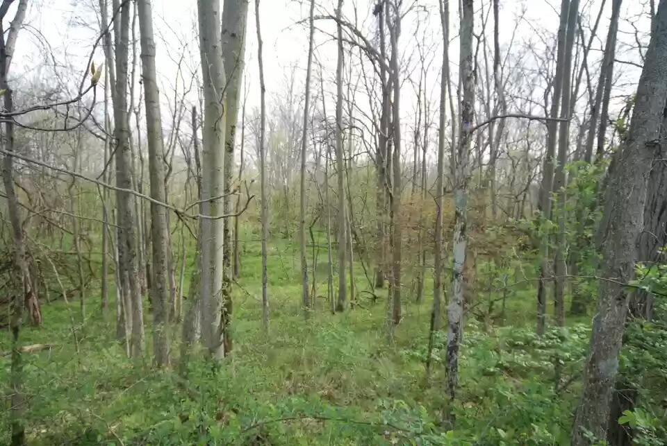 17343 State Route 739 Property Photo 2