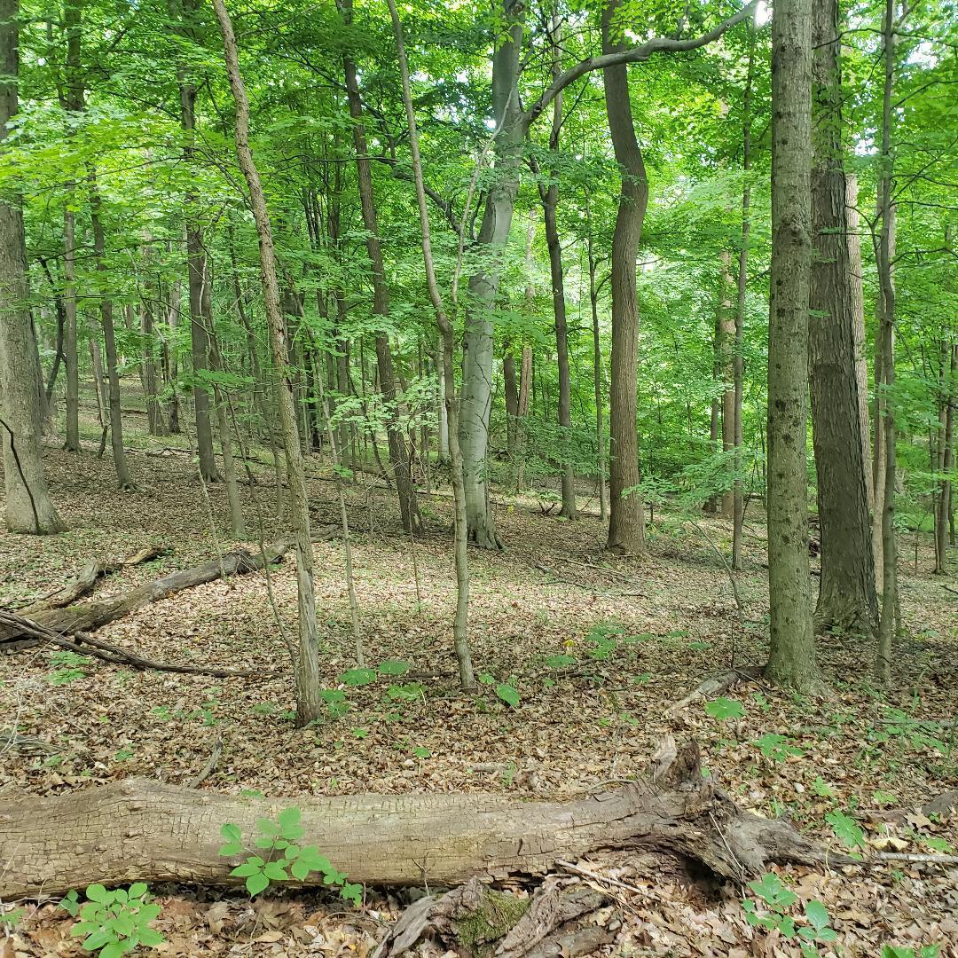 9077 Mulberry Road Property Photo 4