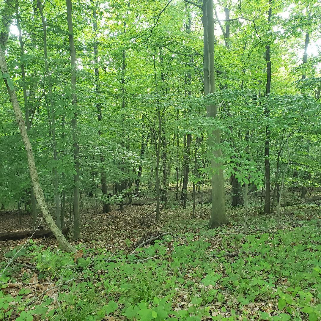 9077 Mulberry Road Property Photo 8