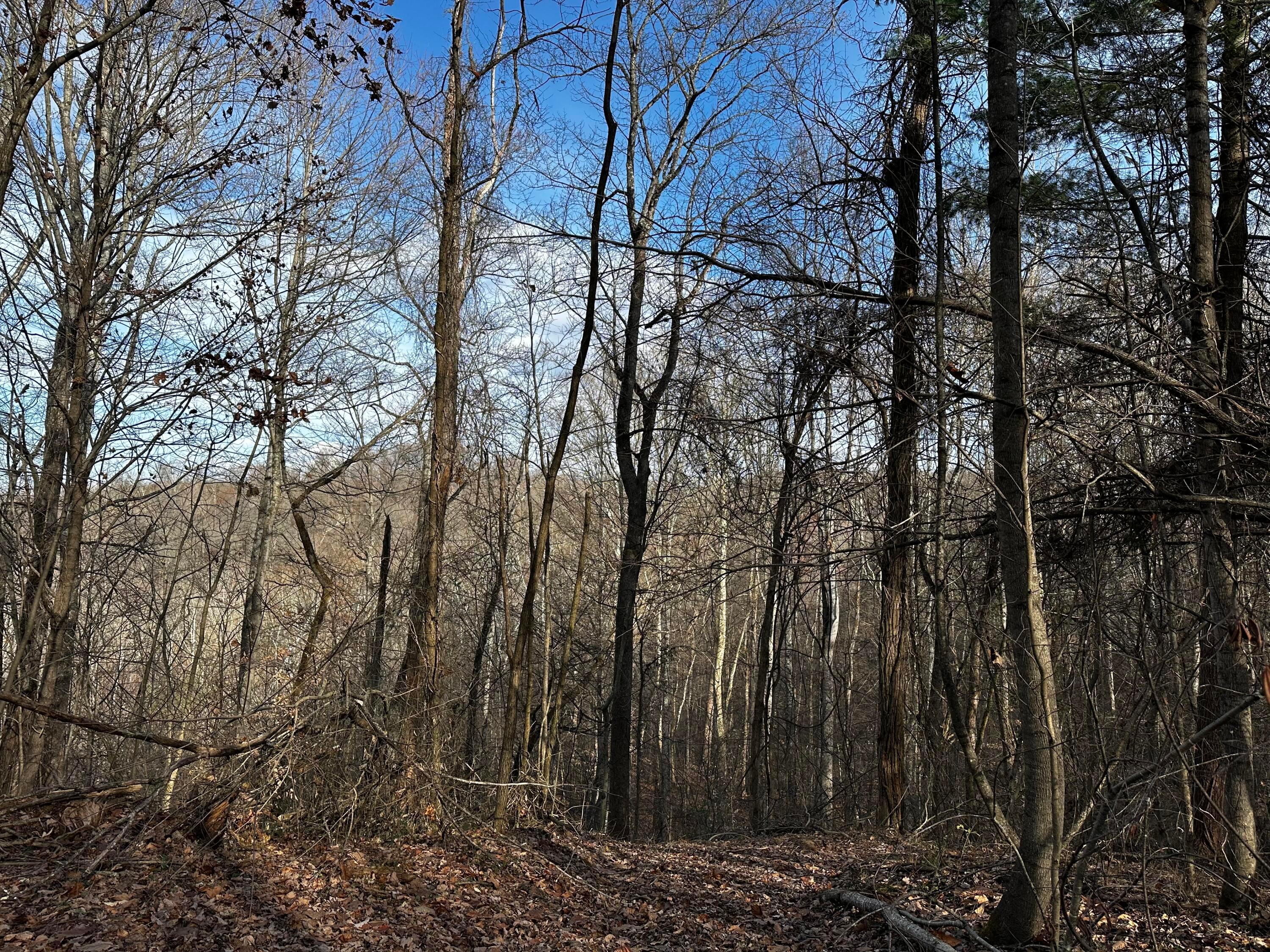 33084 Parkinson Road, (copper Cabin At Titus) Property Photo 30