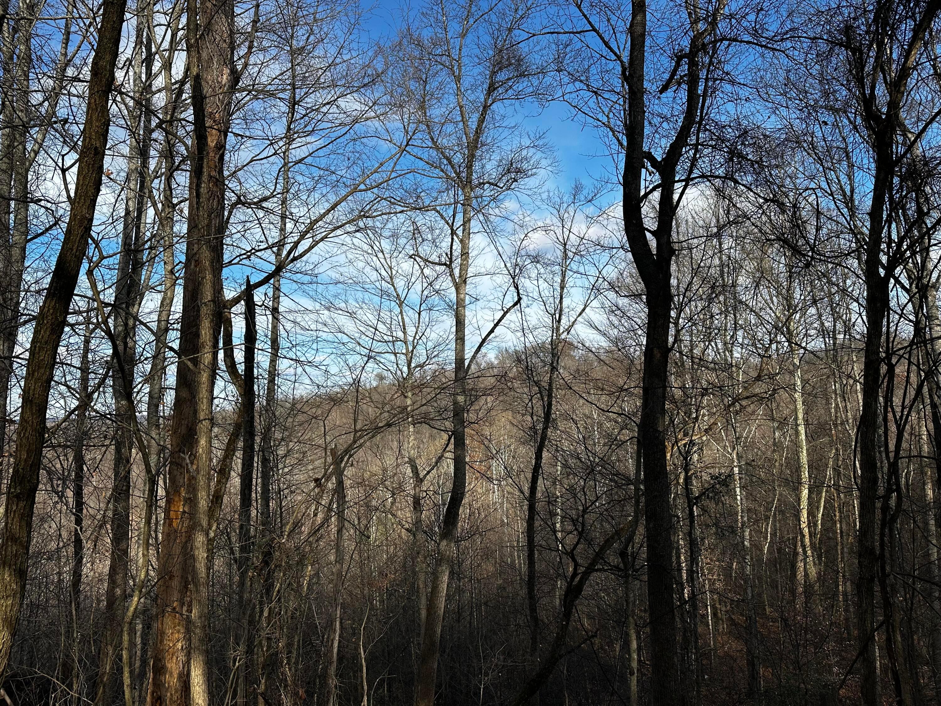 33084 Parkinson Road, (copper Cabin At Titus) Property Photo 31