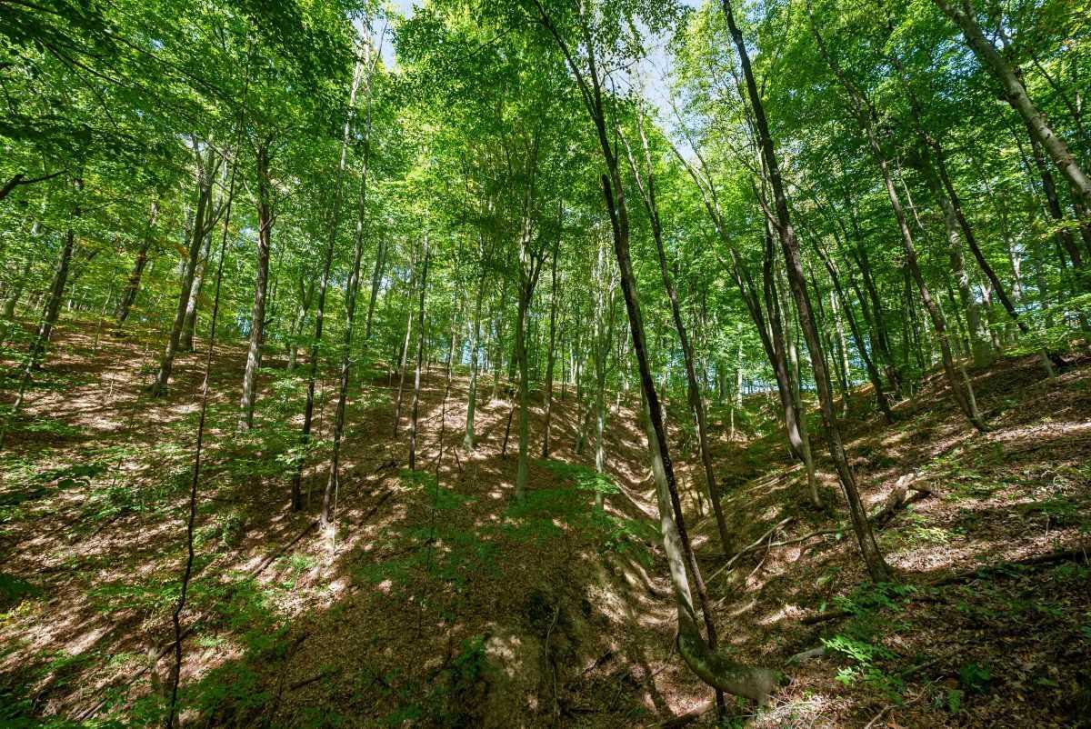 5778 State Route 664 N, Lot 4 Property Photo 19