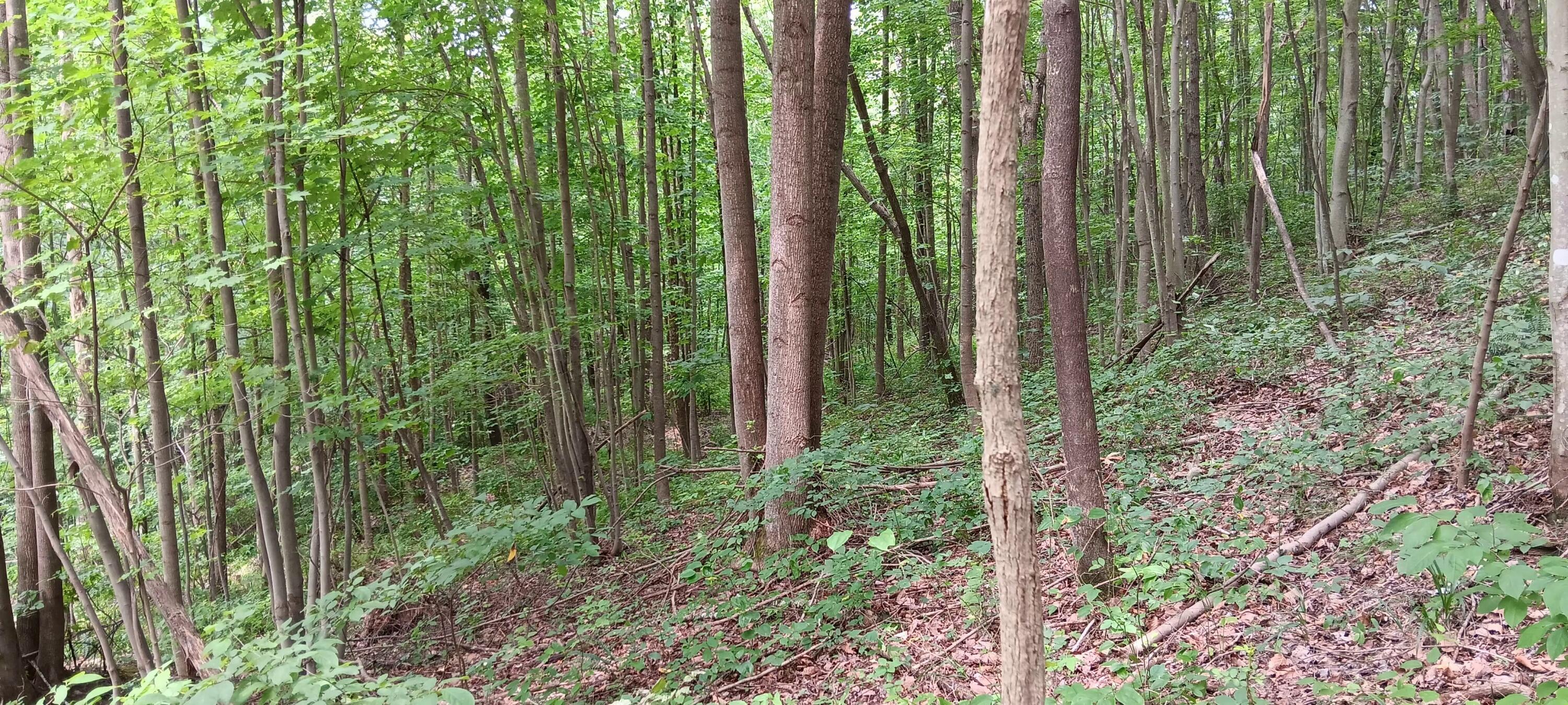 0 Orpheus Keystone Road, (tract 5 Caves At Keystone) Property Photo 13
