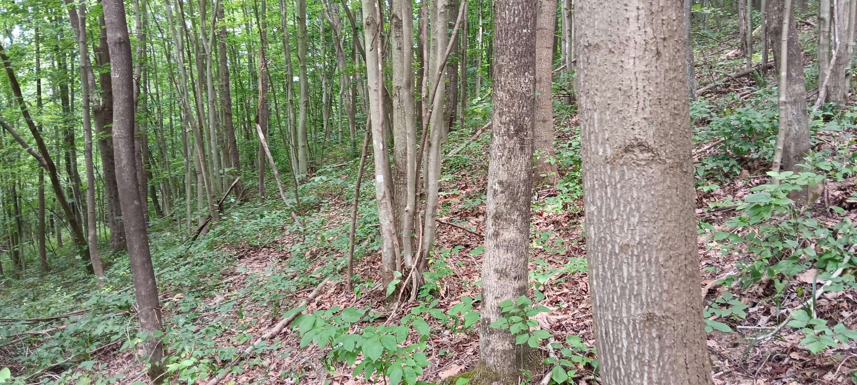 0 Orpheus Keystone Road, (tract 5 Caves At Keystone) Property Photo 14