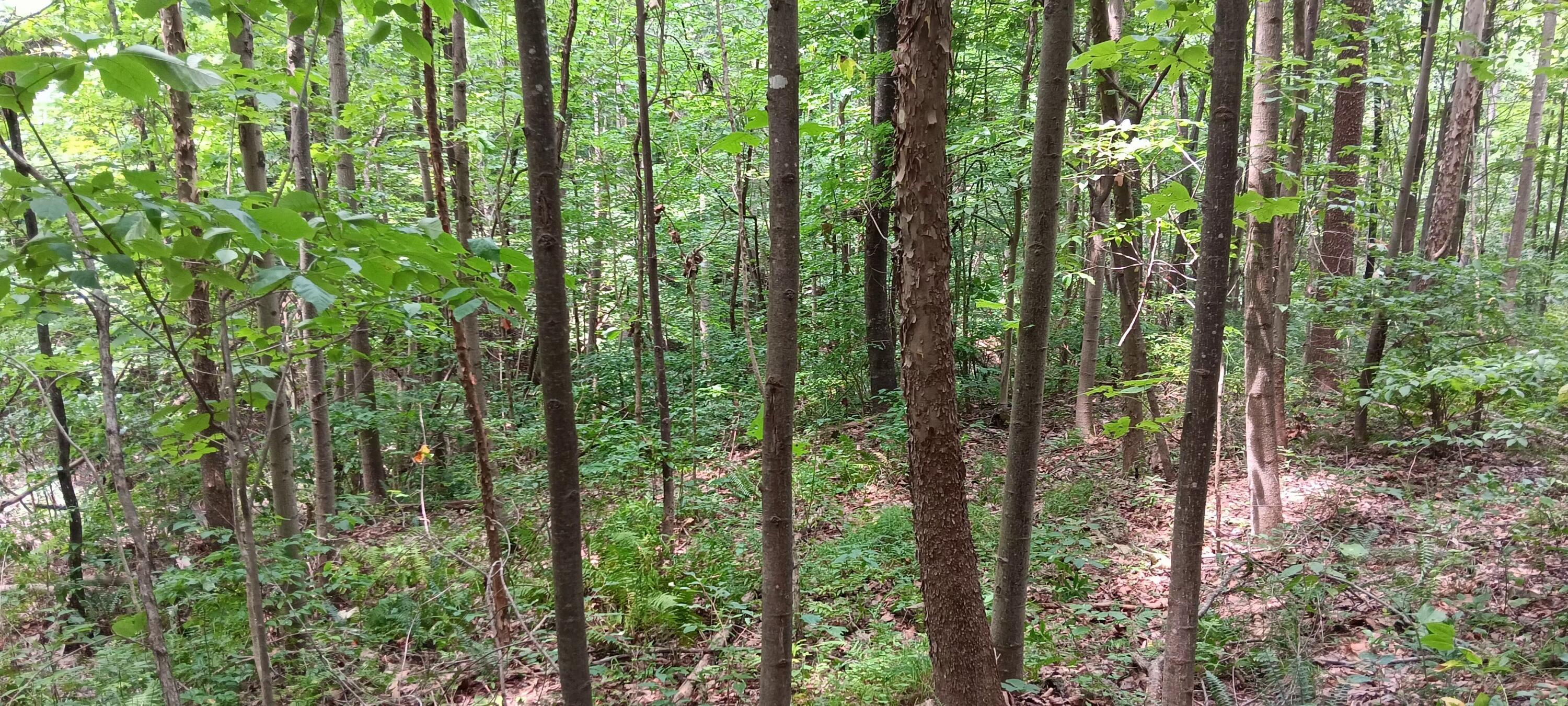 0 Orpheus Keystone Road, (tract 5 Caves At Keystone) Property Photo 18