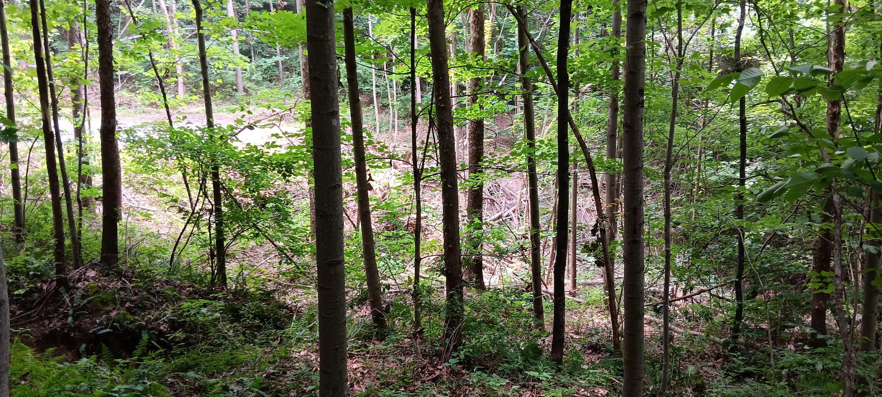 0 Orpheus Keystone Road, (tract 5 Caves At Keystone) Property Photo 19