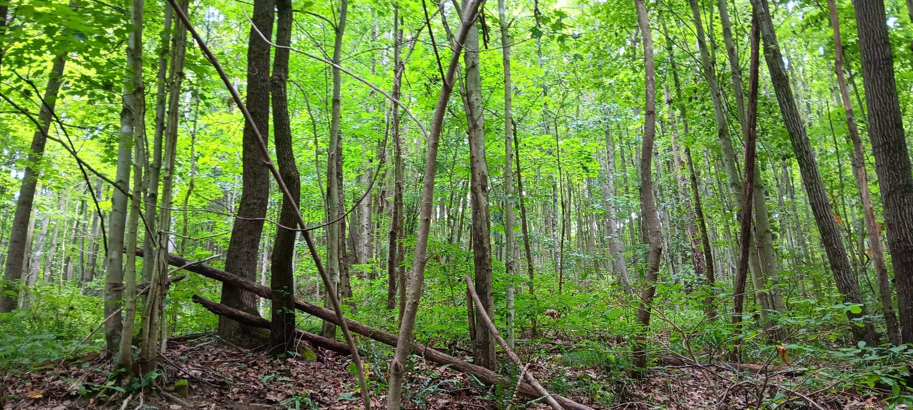 0 Orpheus Keystone Road, (tract 5 Caves At Keystone) Property Photo 21