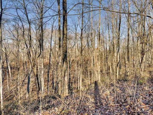 30923 Painter Ridge Road Property Photo 18