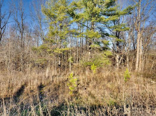 30923 Painter Ridge Road Property Photo 19