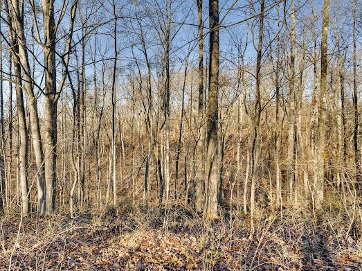 30923 Painter Ridge Road Property Photo 21