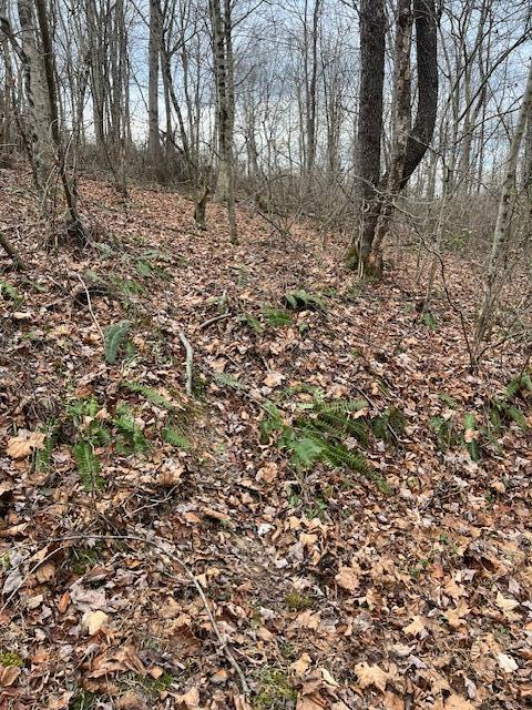 0 Beaver Pike Property Photo 8
