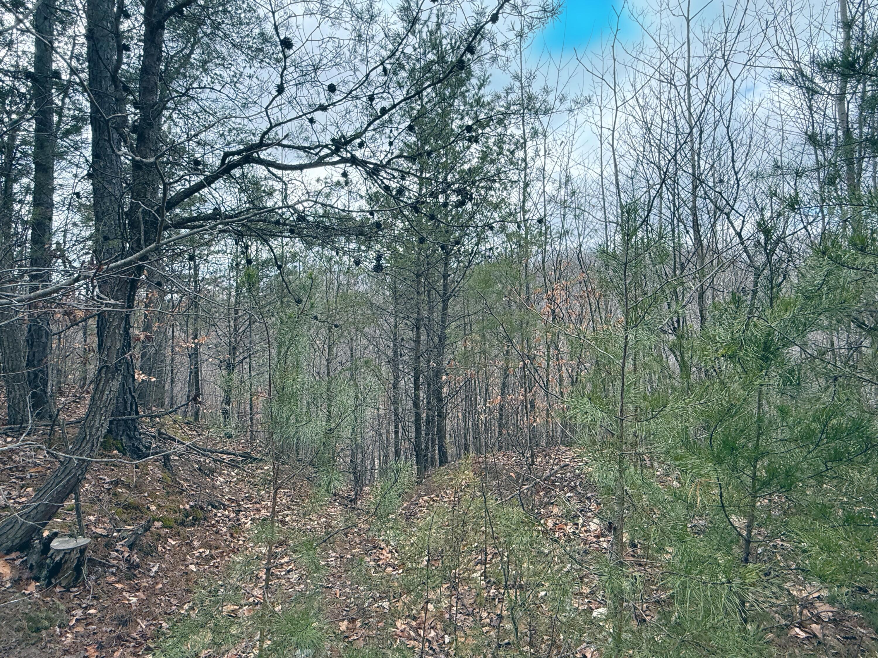 0 Pole Cat Road Ne Property Photo 8