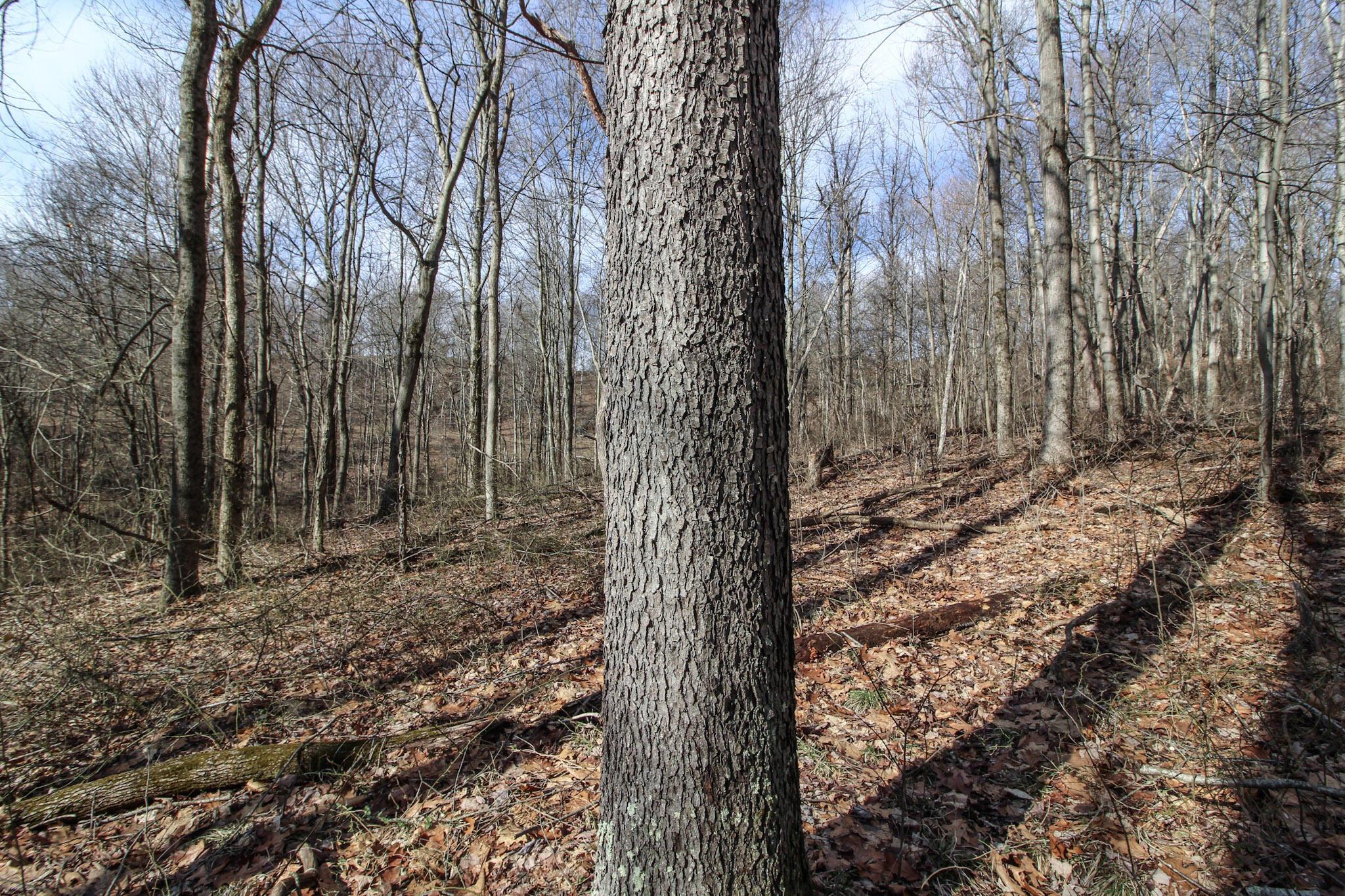 0 Sugar Run Road Property Photo 26