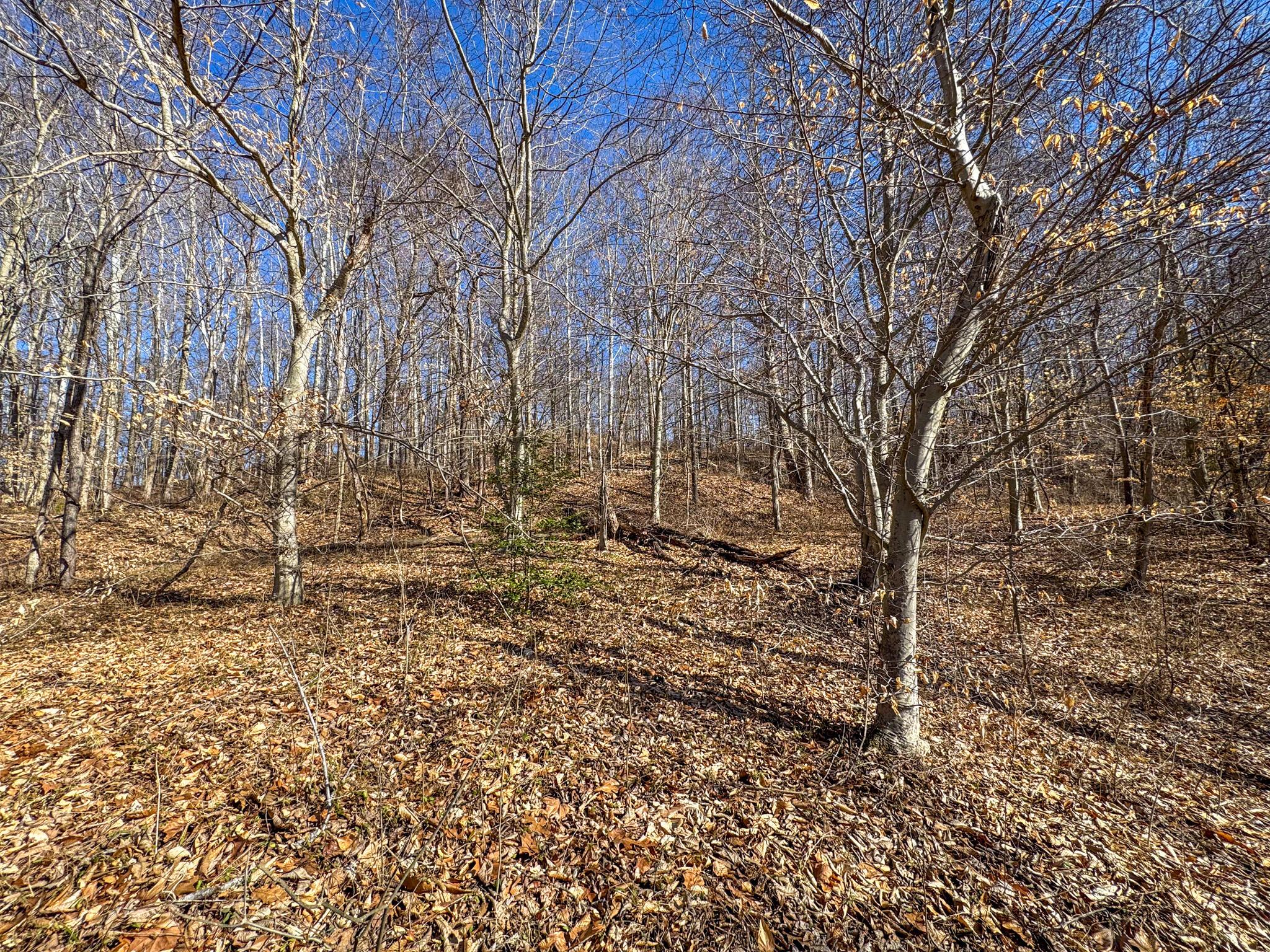 0 Williams Hollow Road Property Photo 22