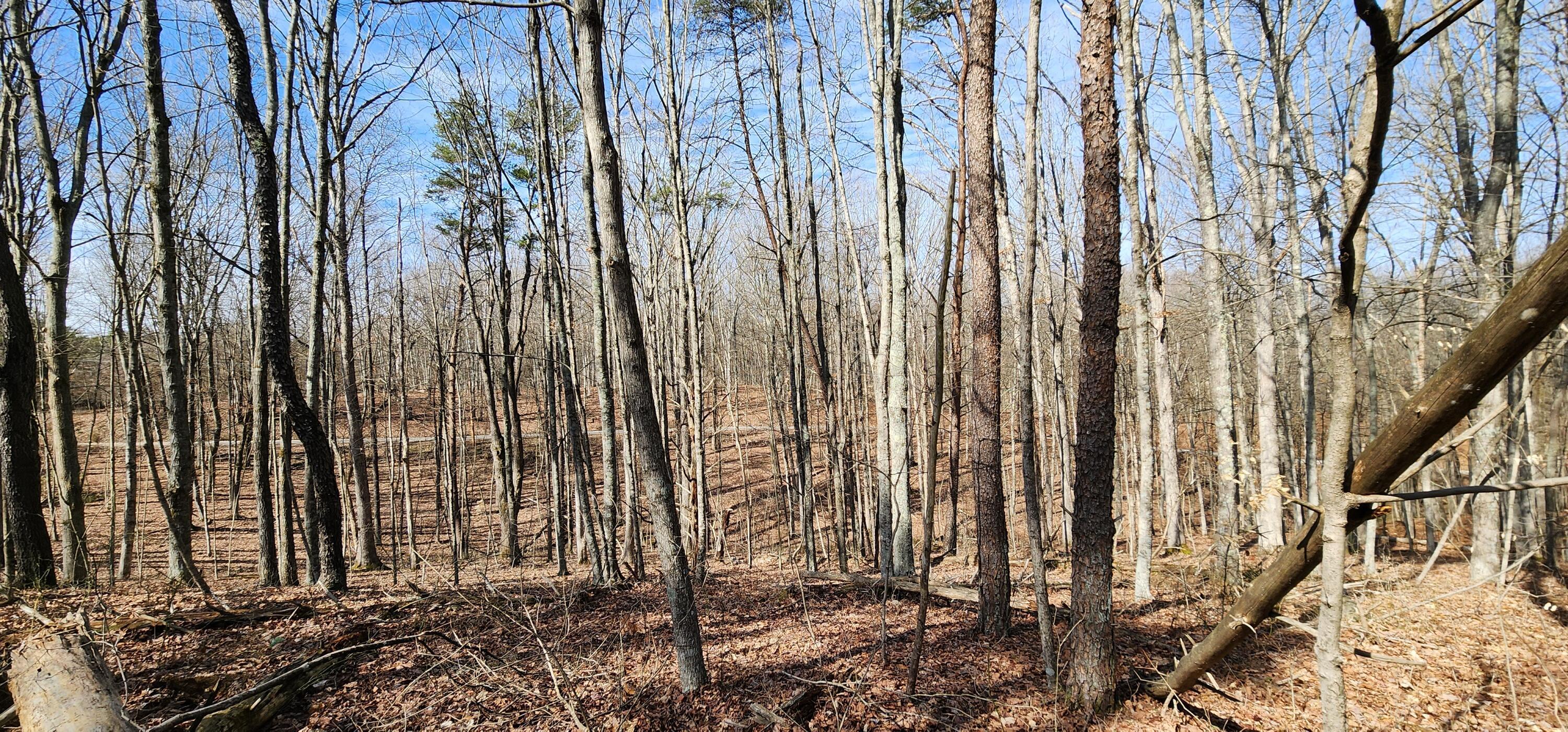 0 Edmunson Road, (tract 6 At Big Timber) Property Photo 7