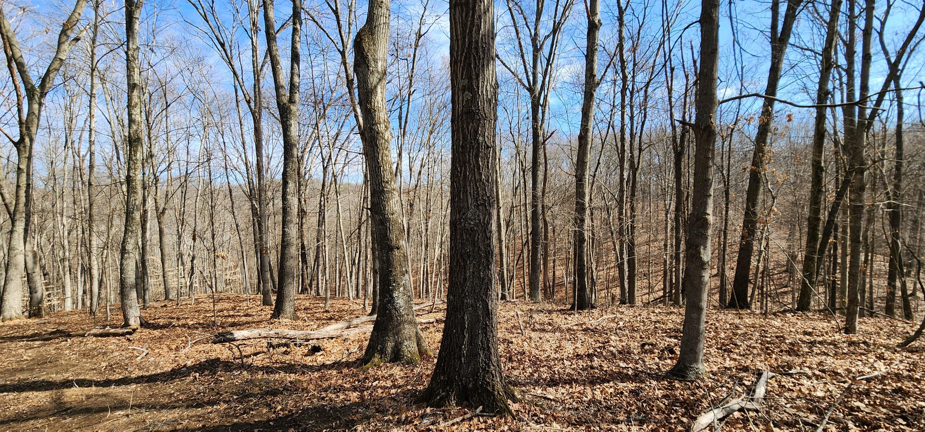 0 Edmunson Road, (tract 6 At Big Timber) Property Photo 24