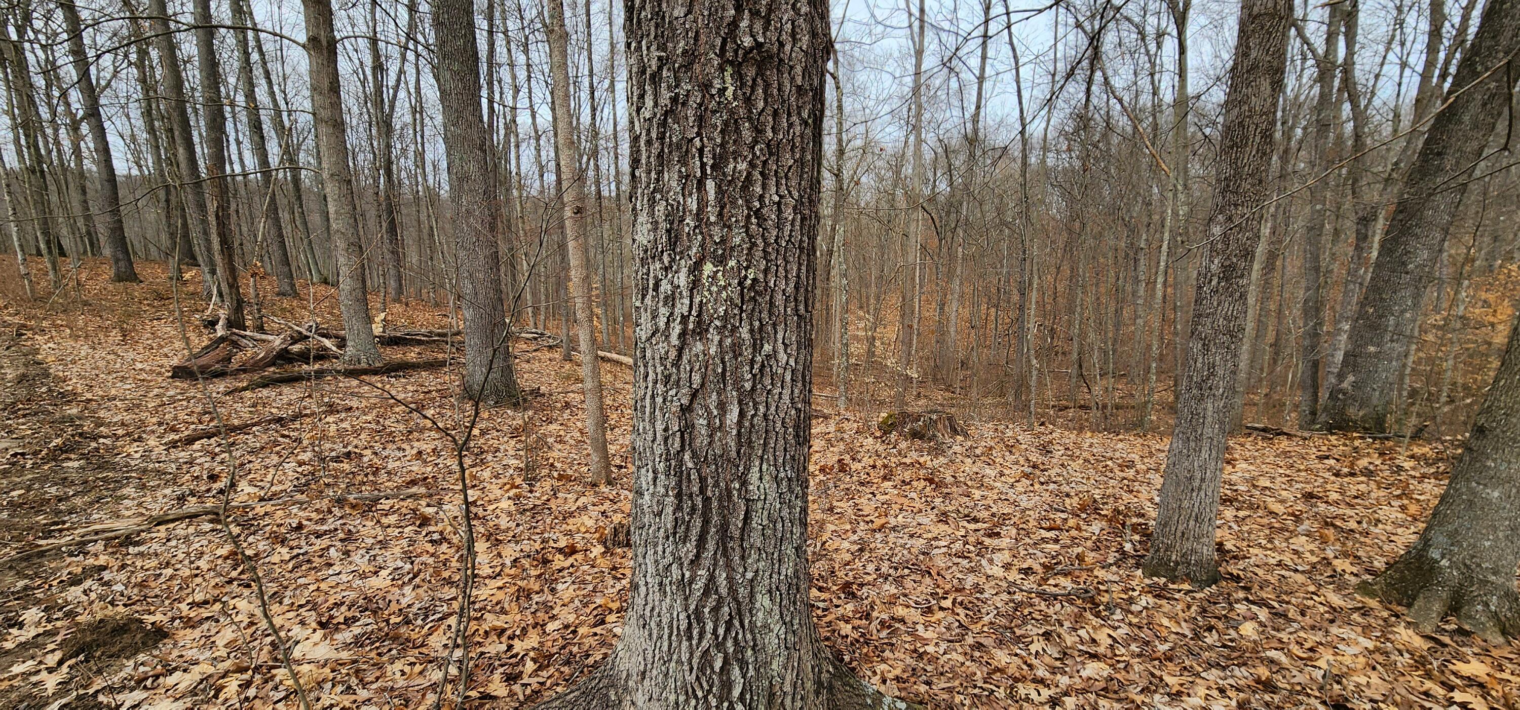 0 Edmunson Road, (tract 6 At Big Timber) Property Photo 40