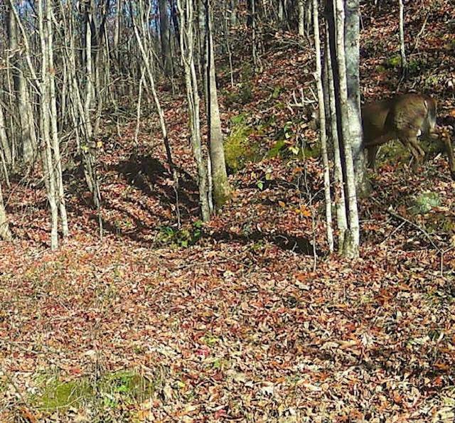 0 Deer Creek Road Property Photo 4