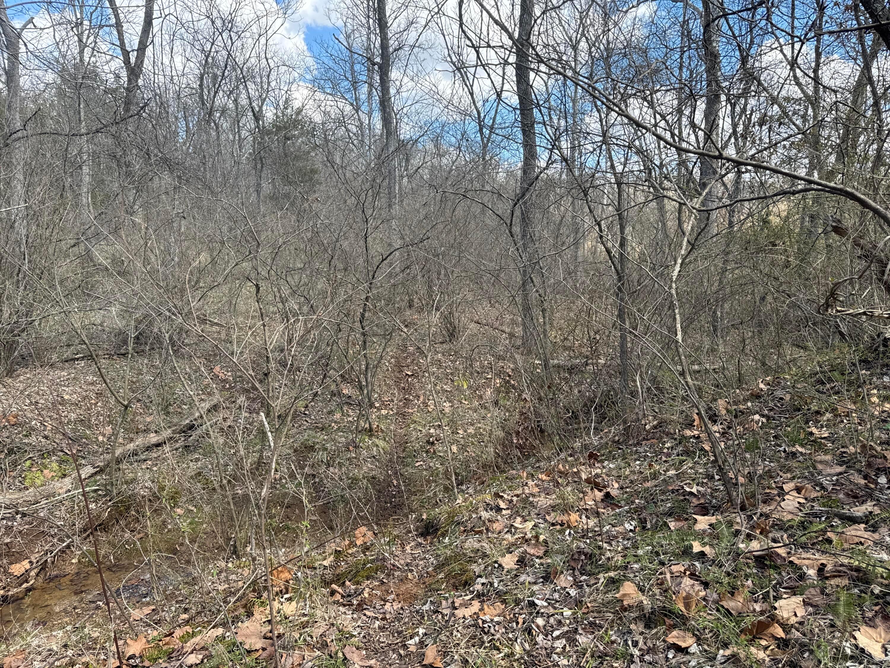 0 Left Fork Road Property Photo 6