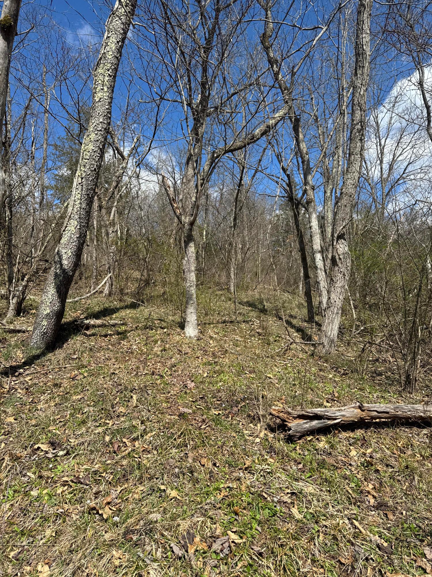 0 Left Fork Road Property Photo 7