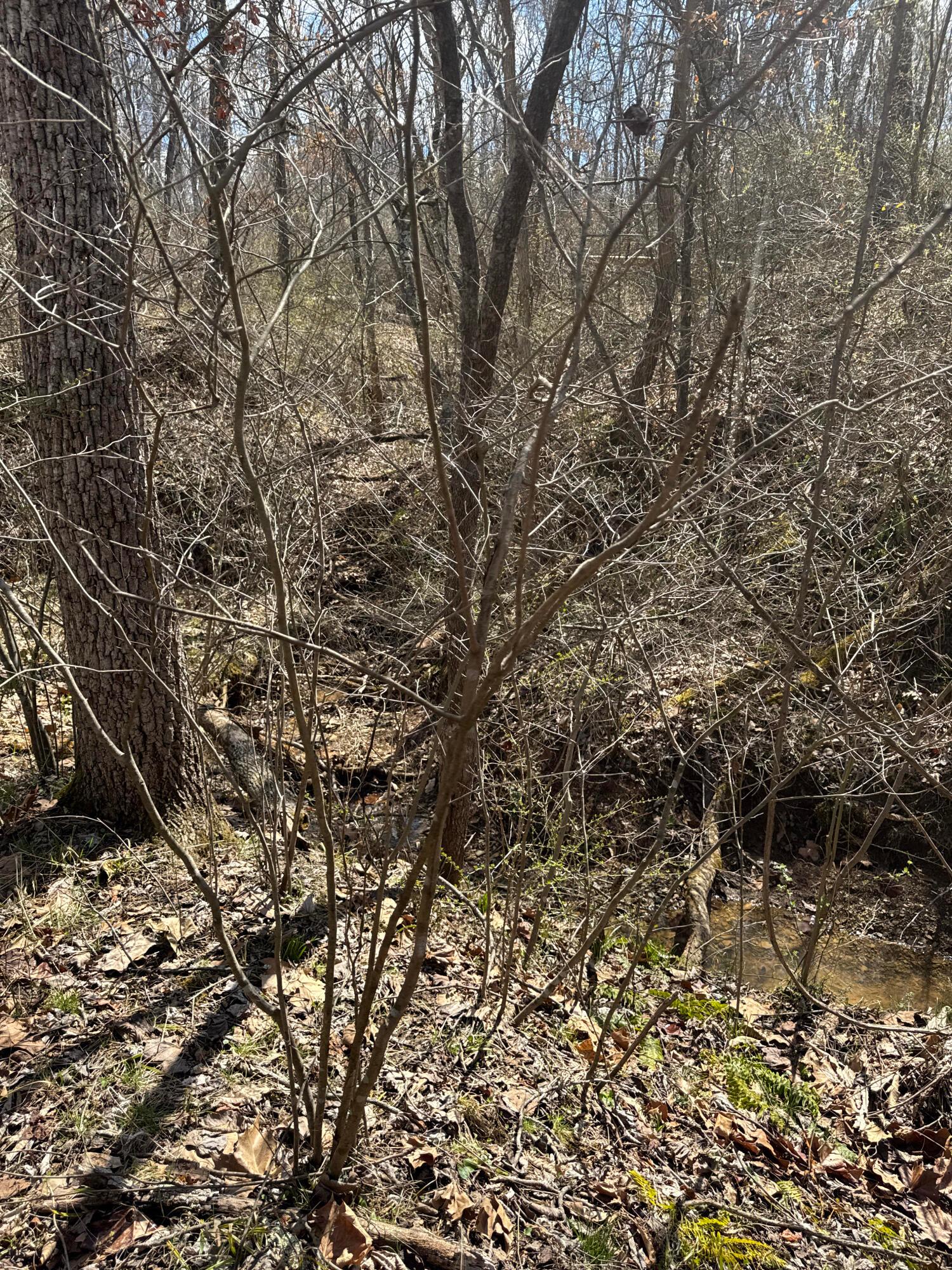 0 Left Fork Road Property Photo 10