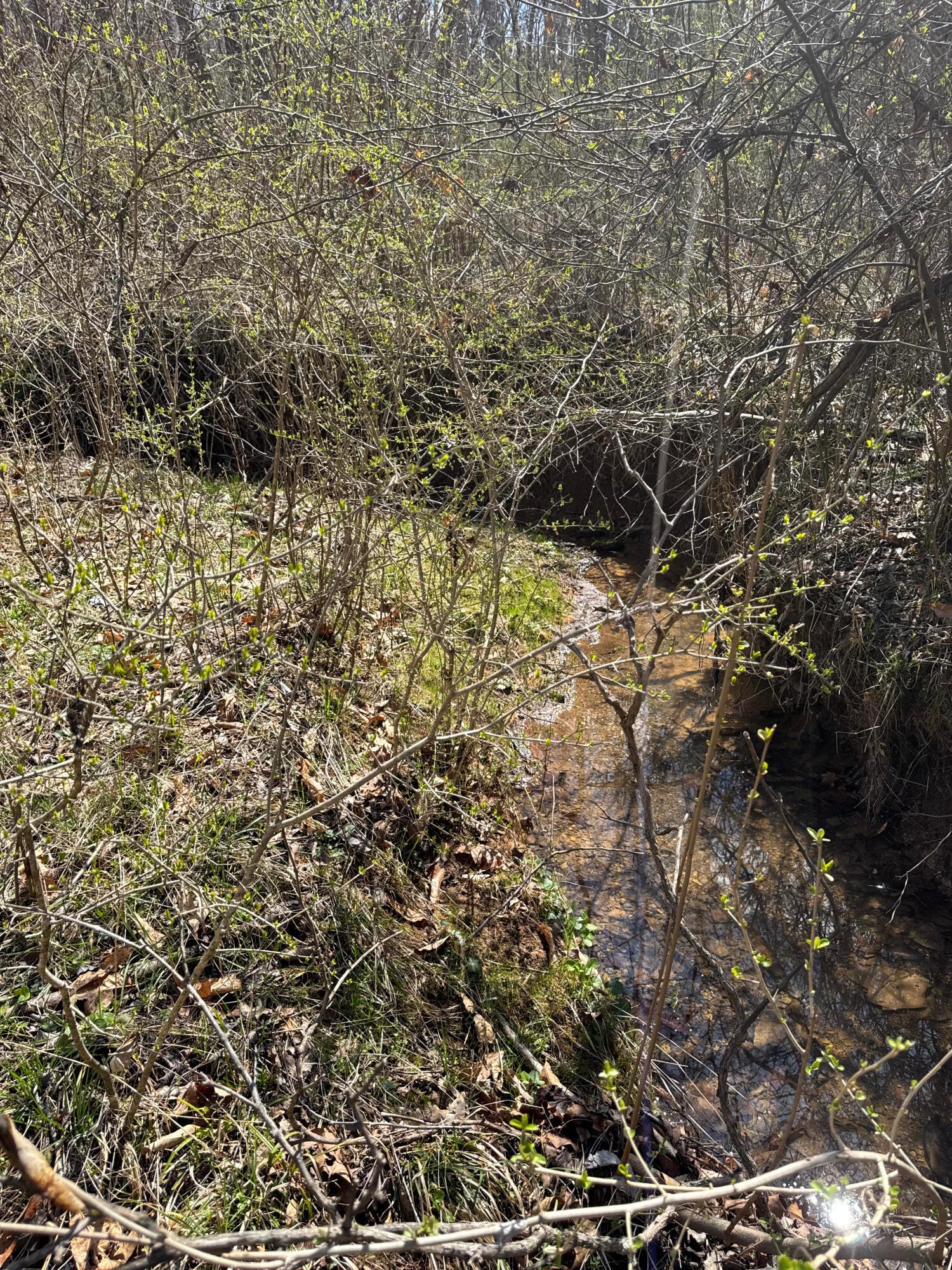 0 Left Fork Road Property Photo 11