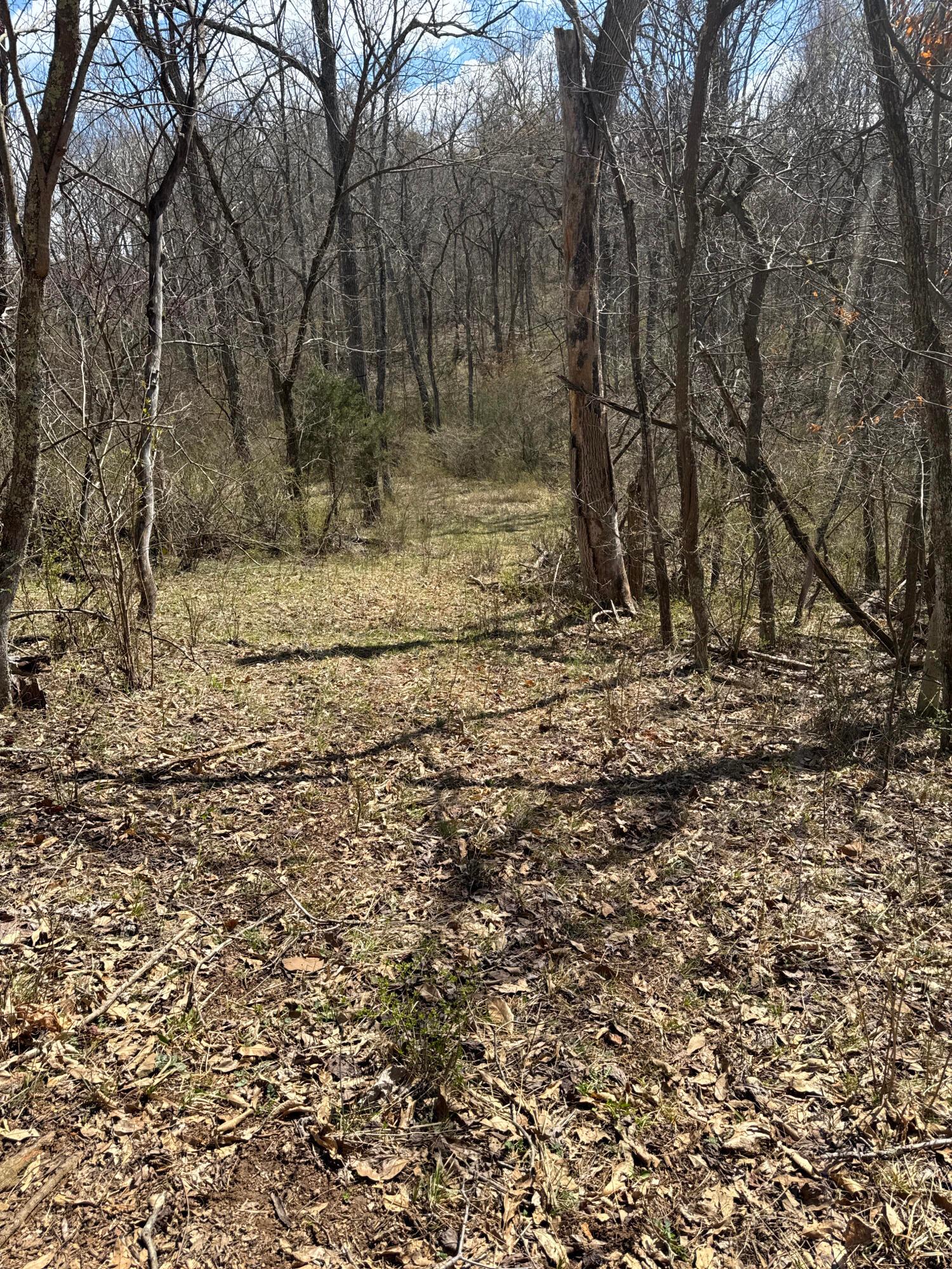 0 Left Fork Road Property Photo 13
