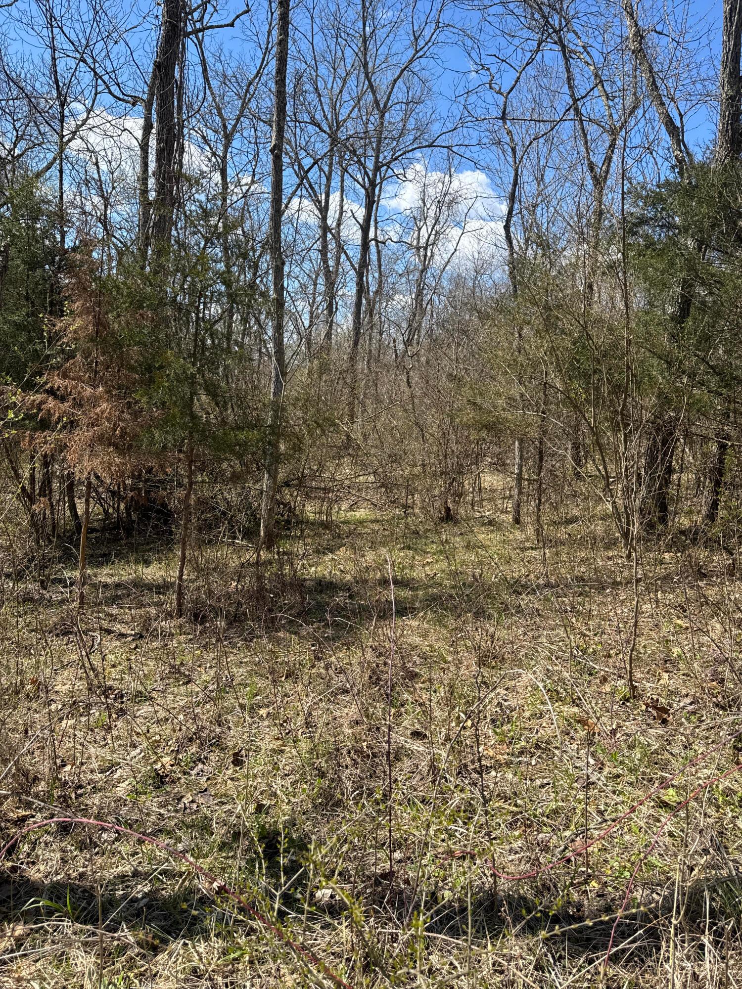 0 Left Fork Road Property Photo 14