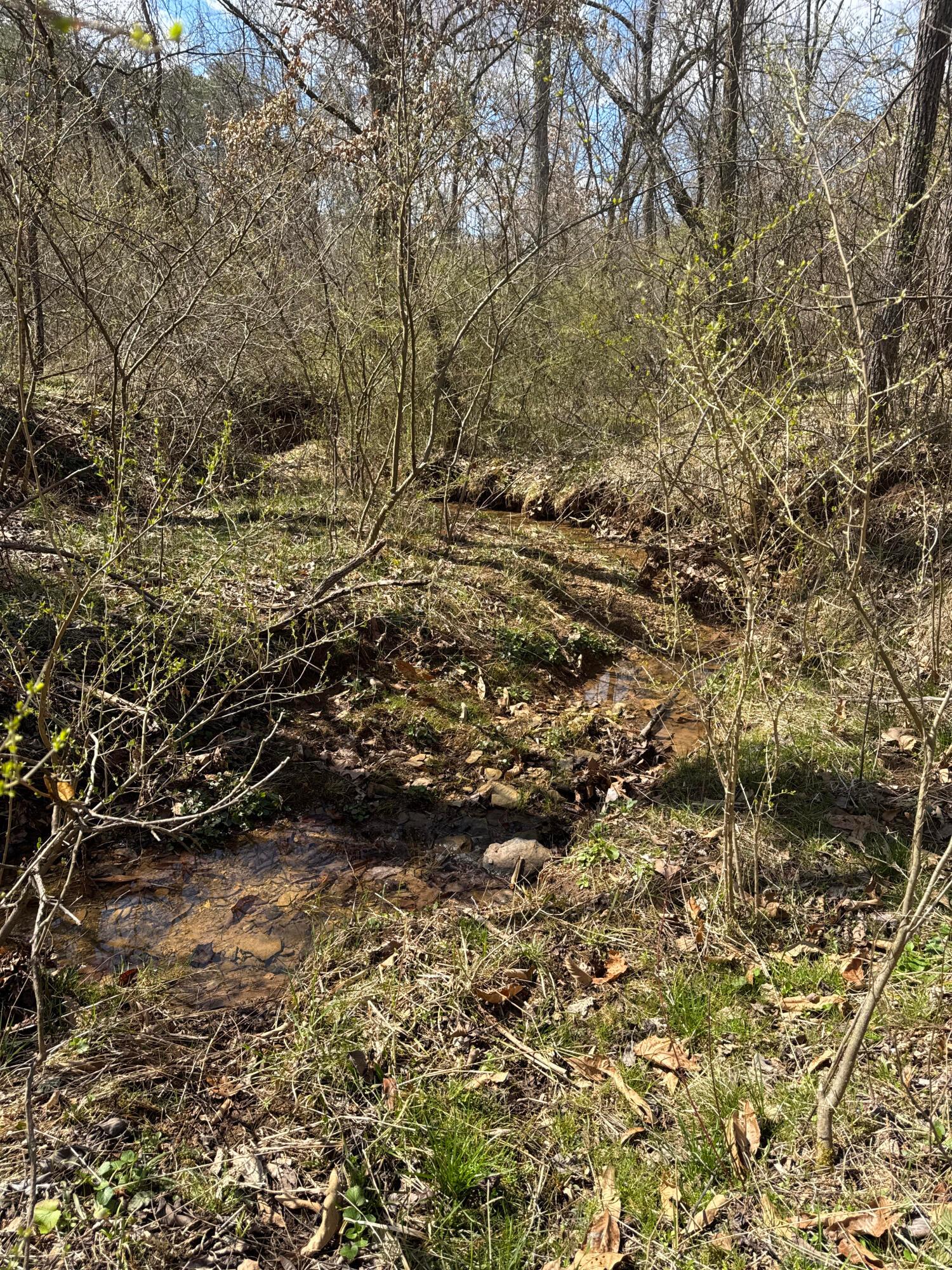 0 Left Fork Road Property Photo 15
