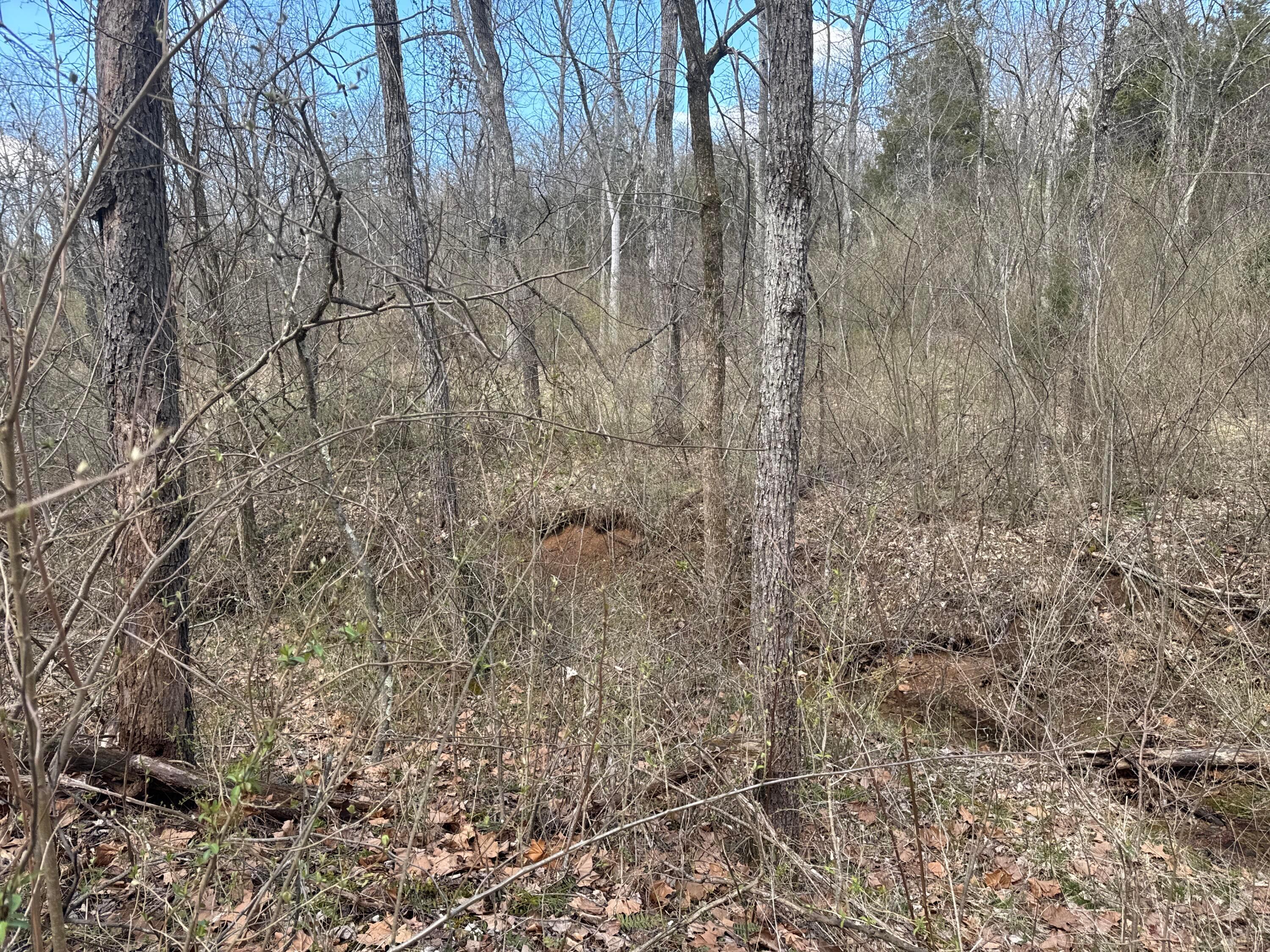 0 Left Fork Road Property Photo 16